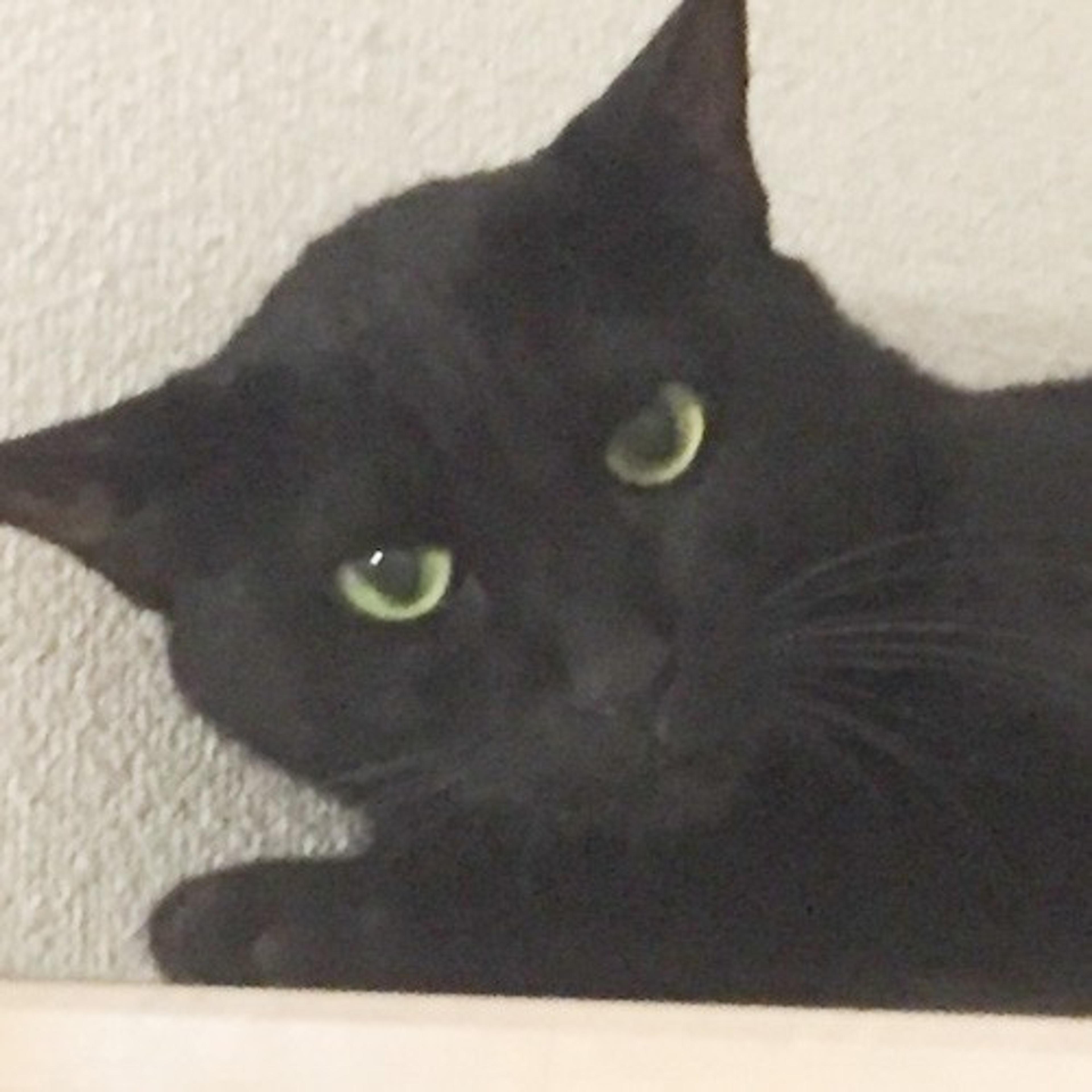 pet-image-8