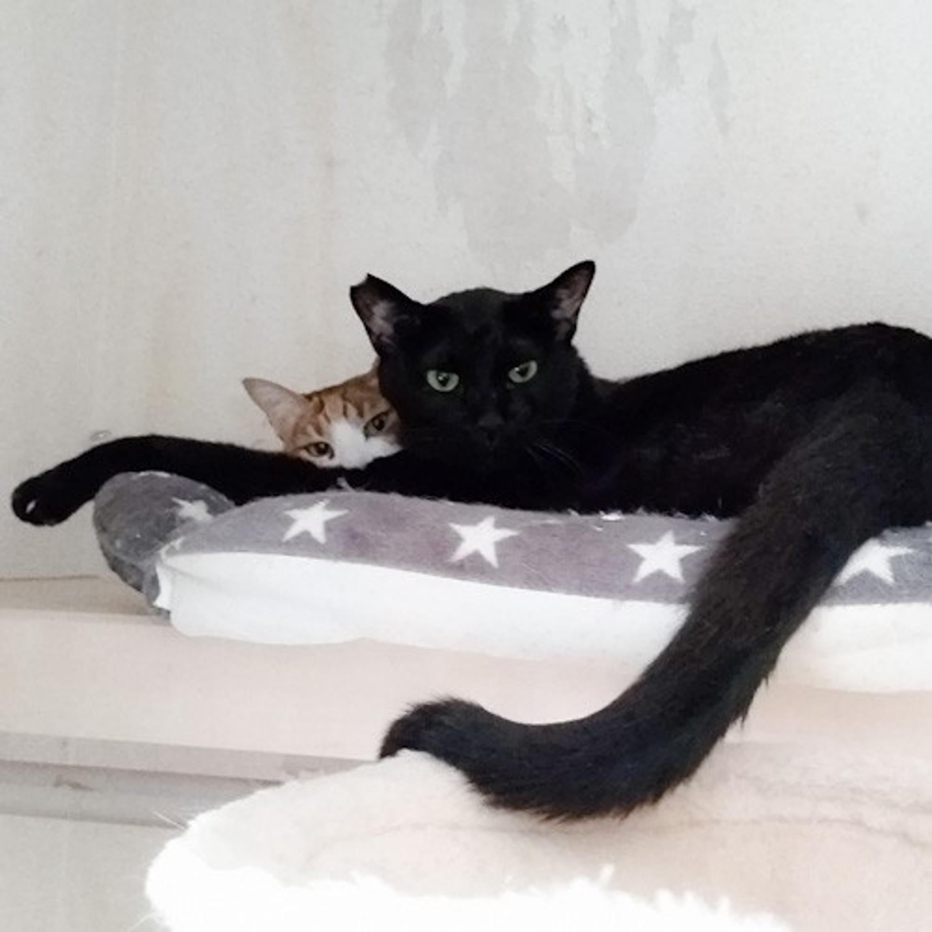 pet-image-9
