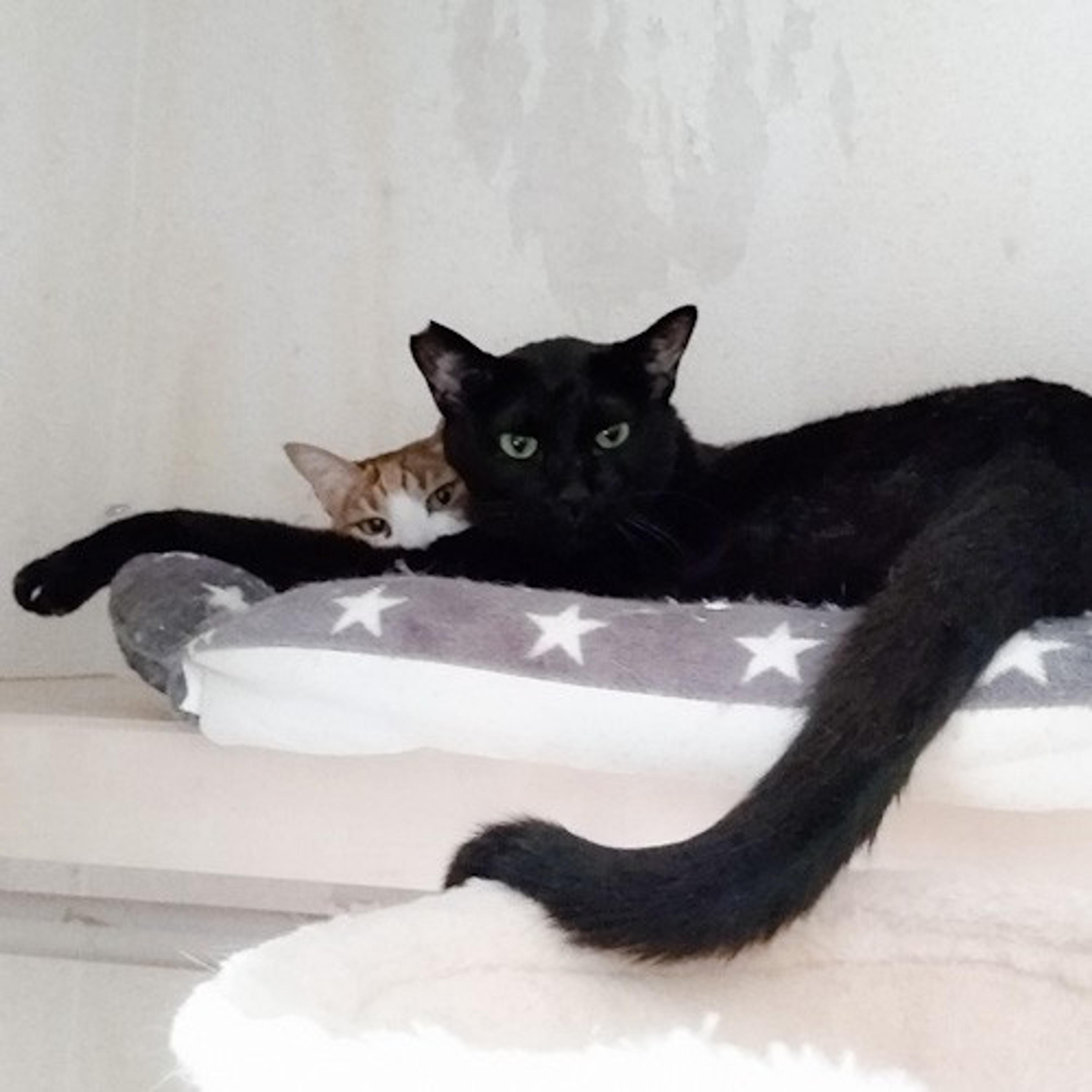 pet-image-9