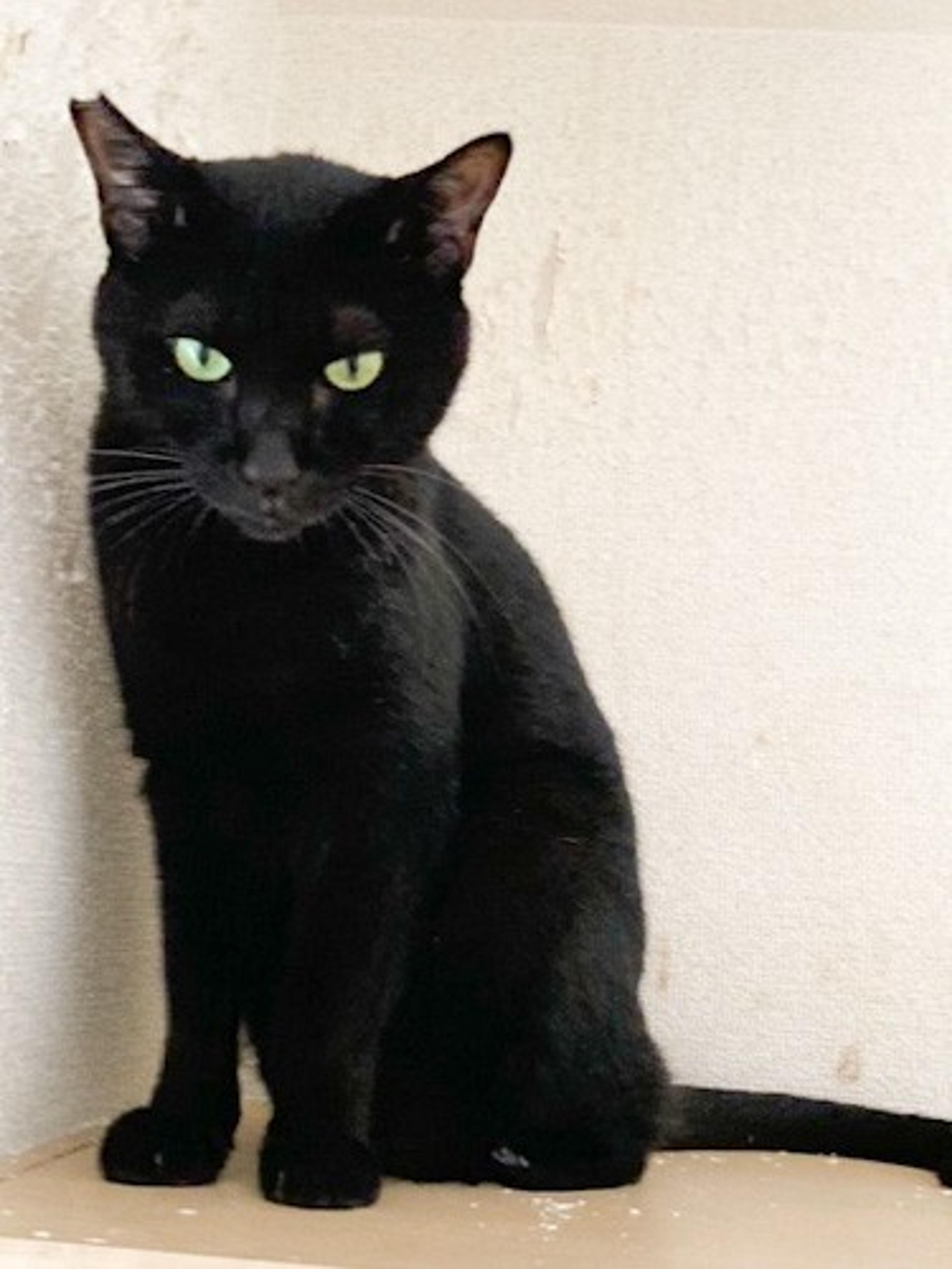 pet-image-2