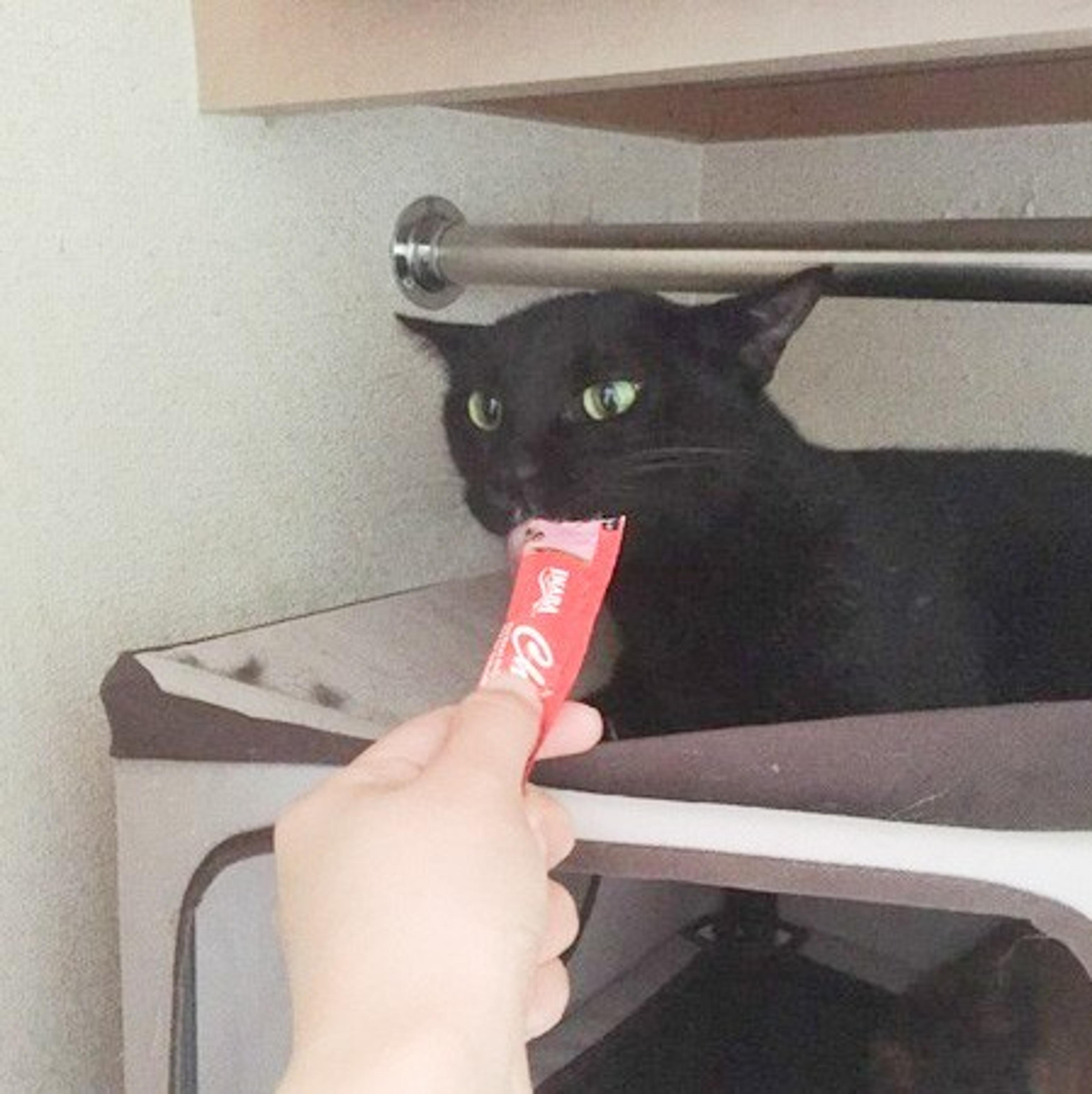 pet-image-4
