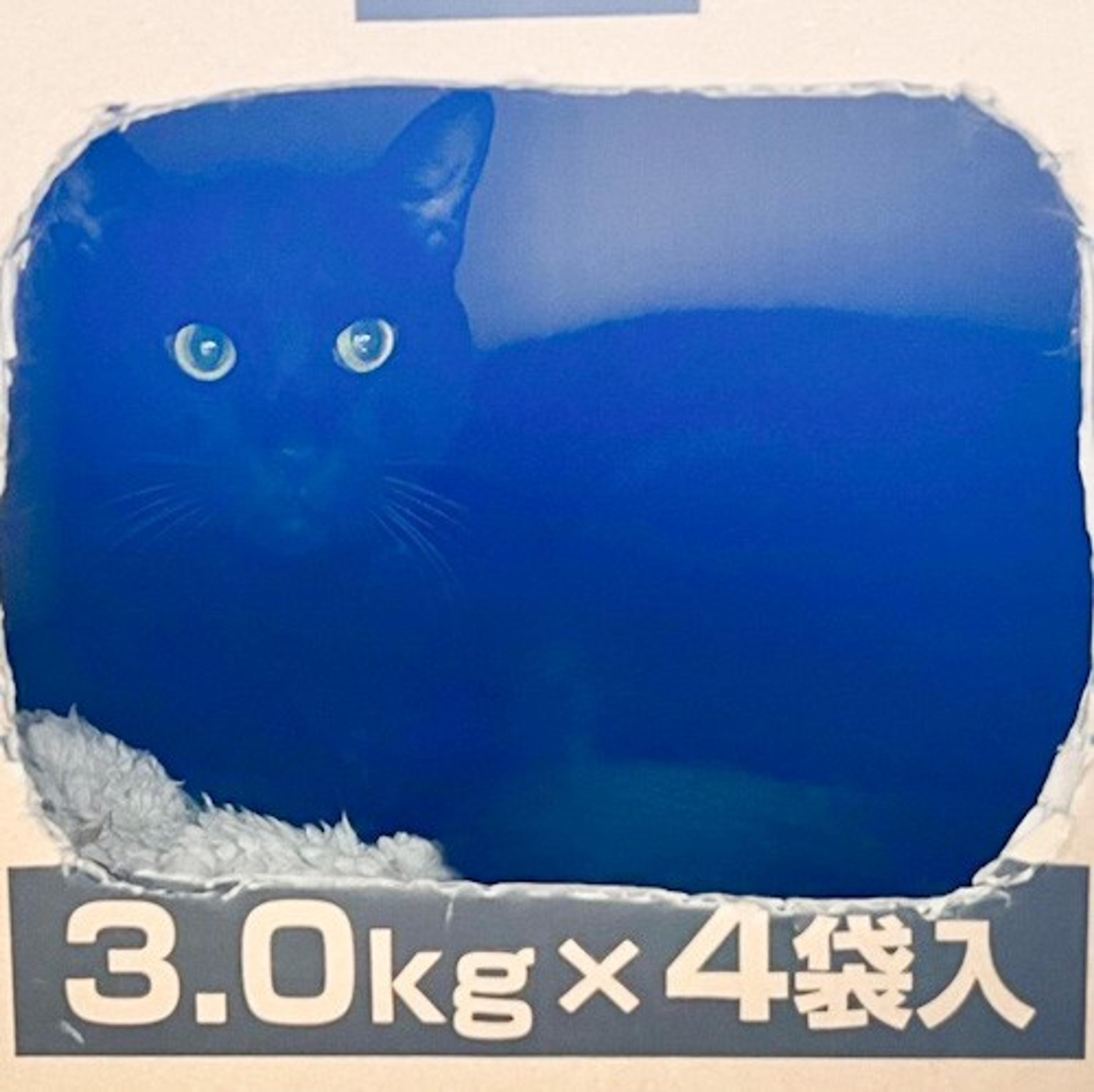 pet-image-7