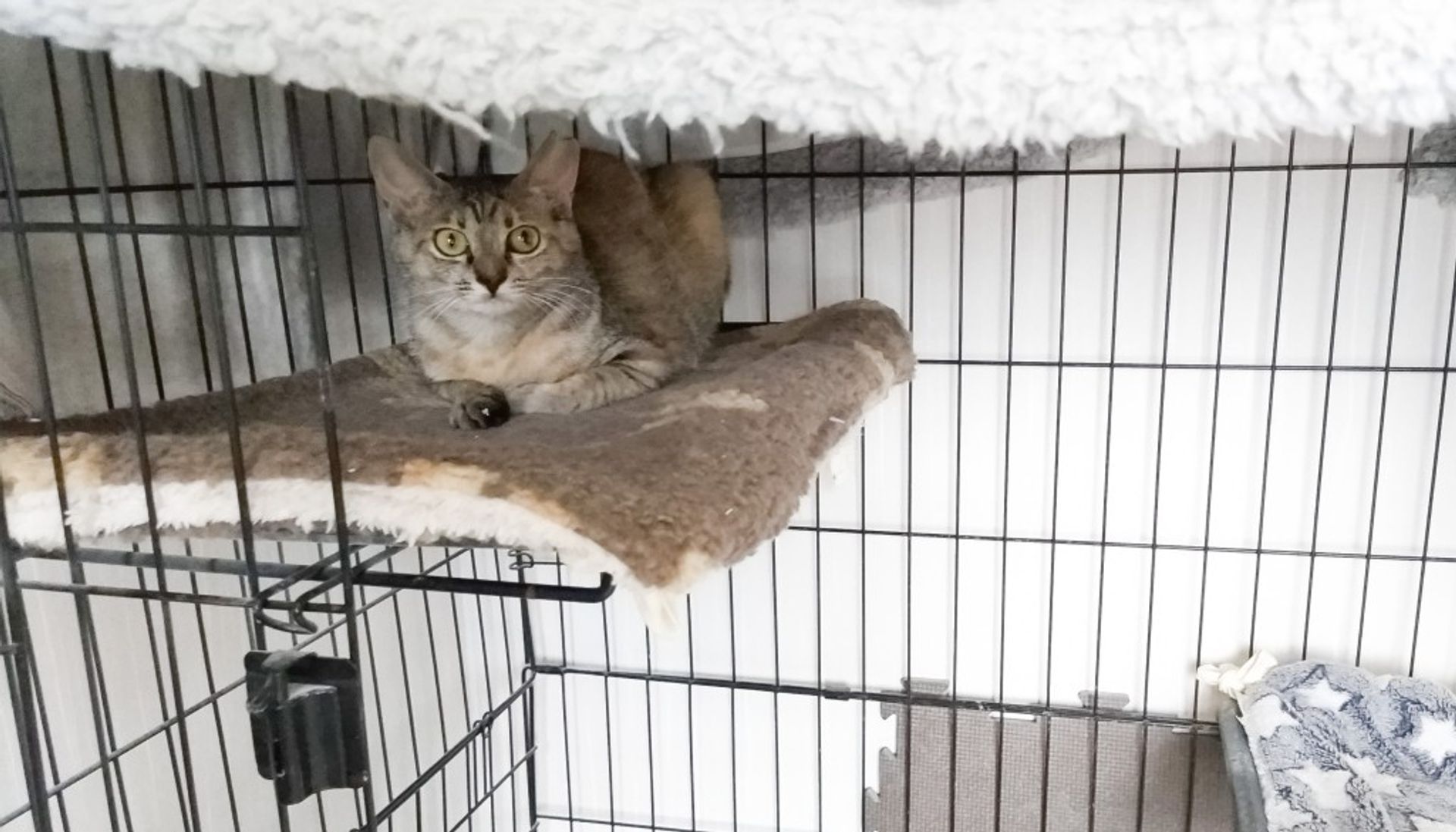 雑種（ミックス猫）・メスの里親募集の写真