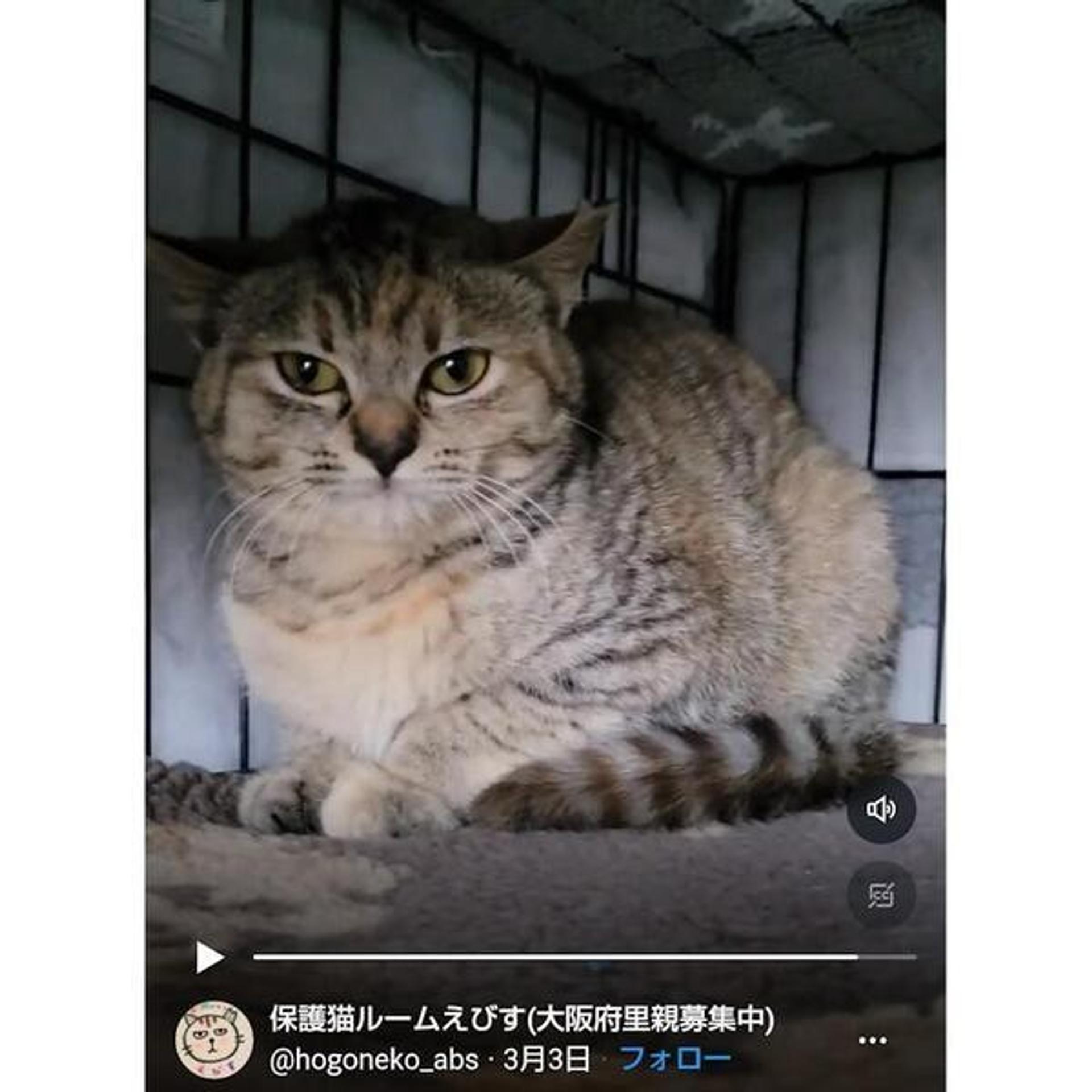 pet-image-4