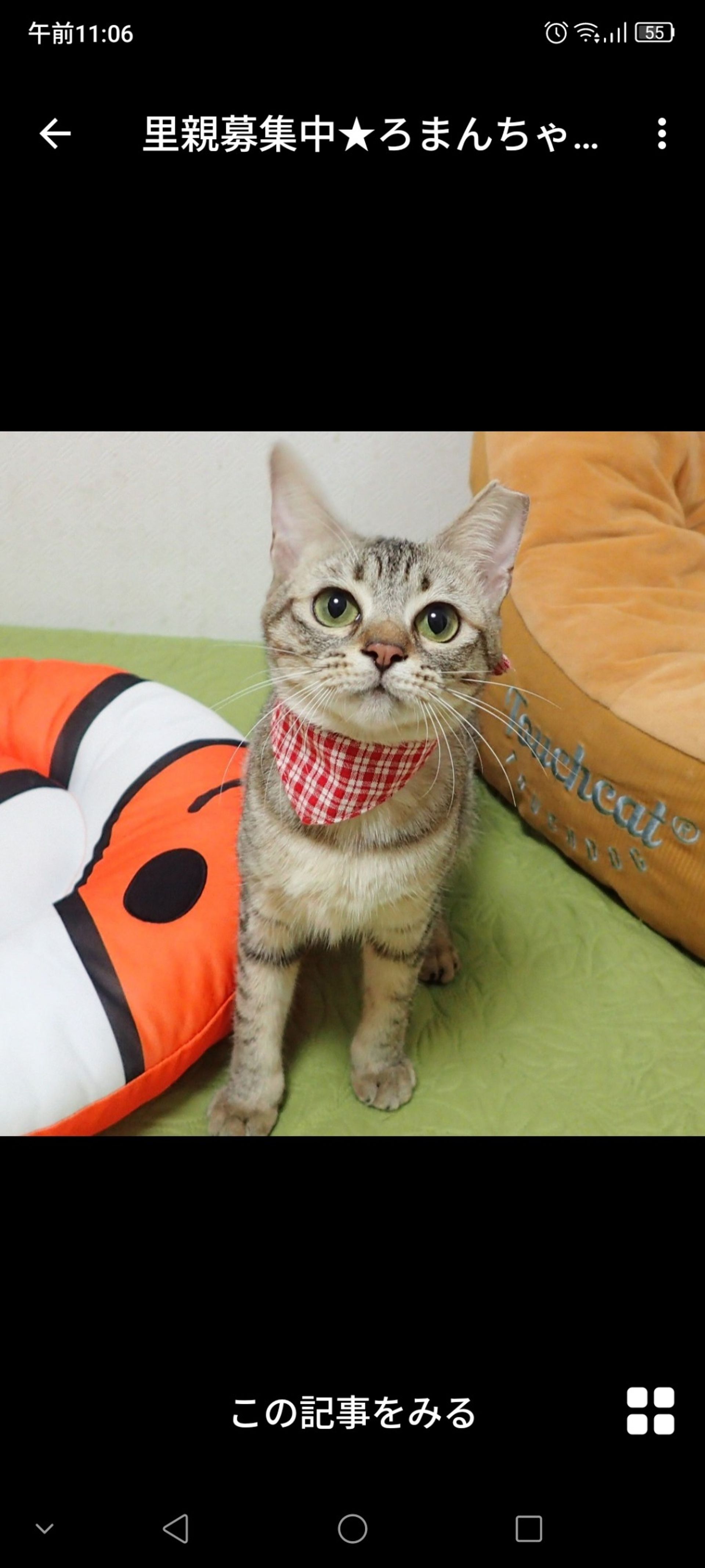 雑種（ミックス猫）・メスの里親募集の写真