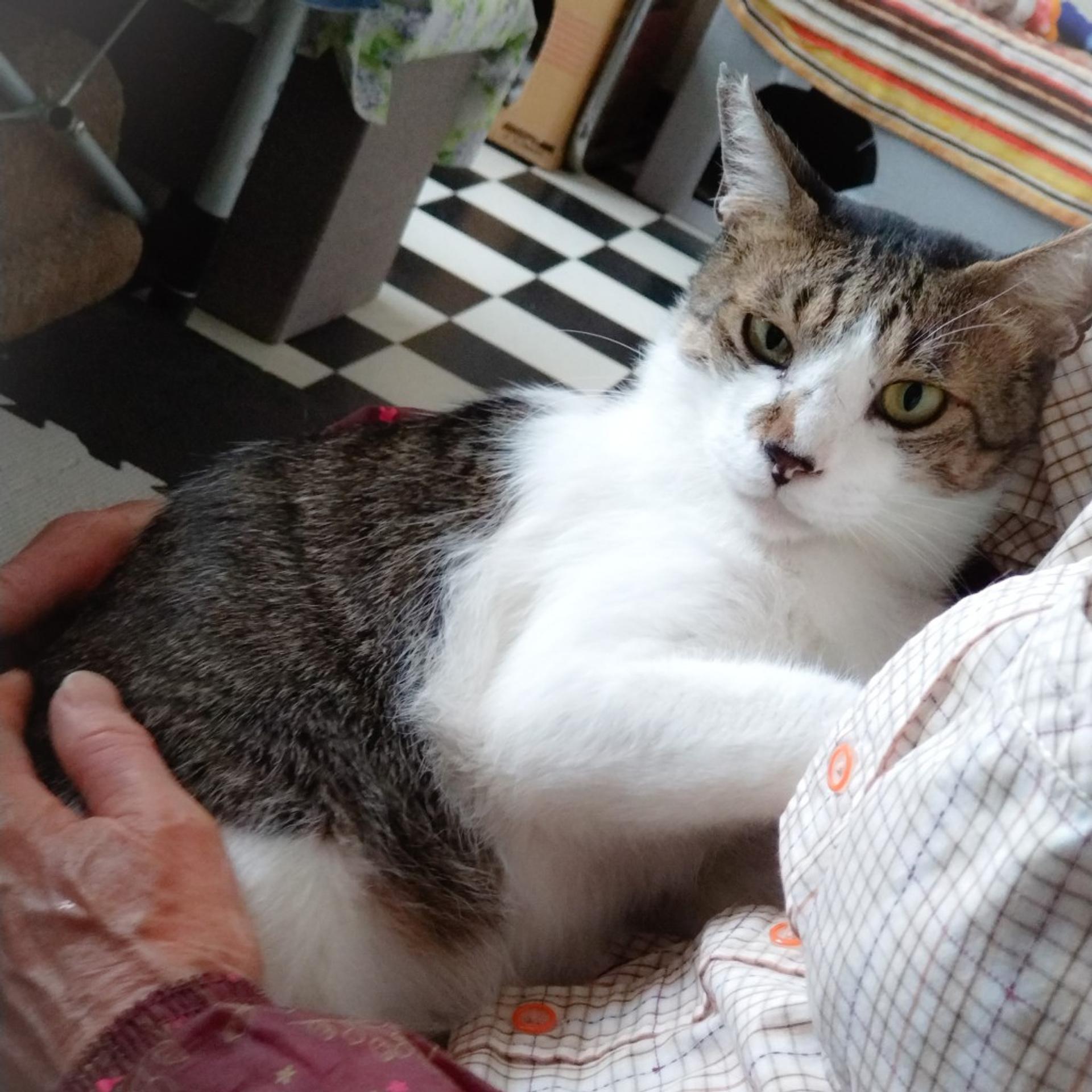 pet-image-3
