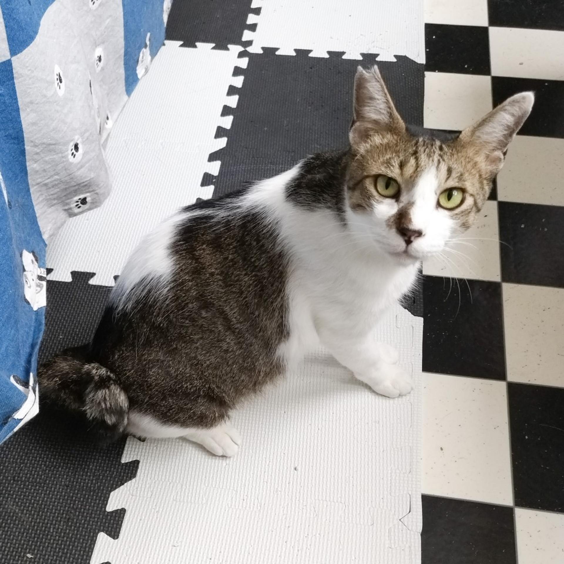 pet-image-4