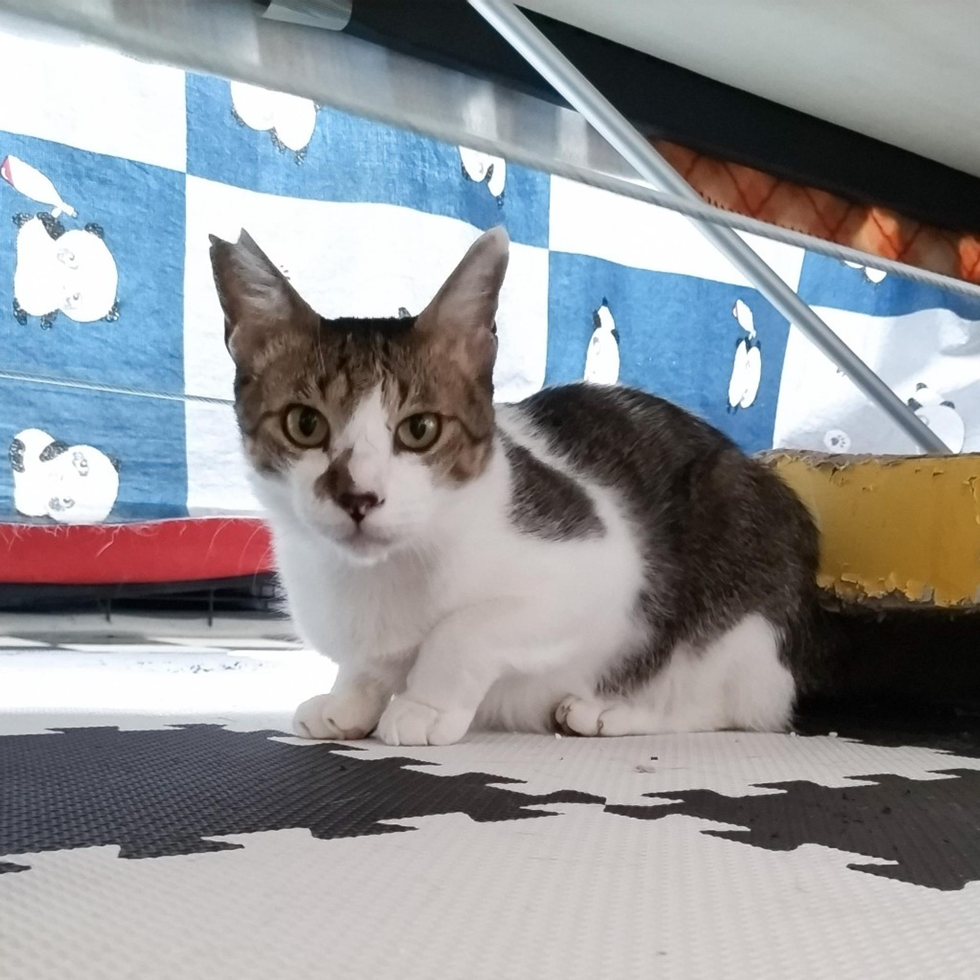 pet-image-5