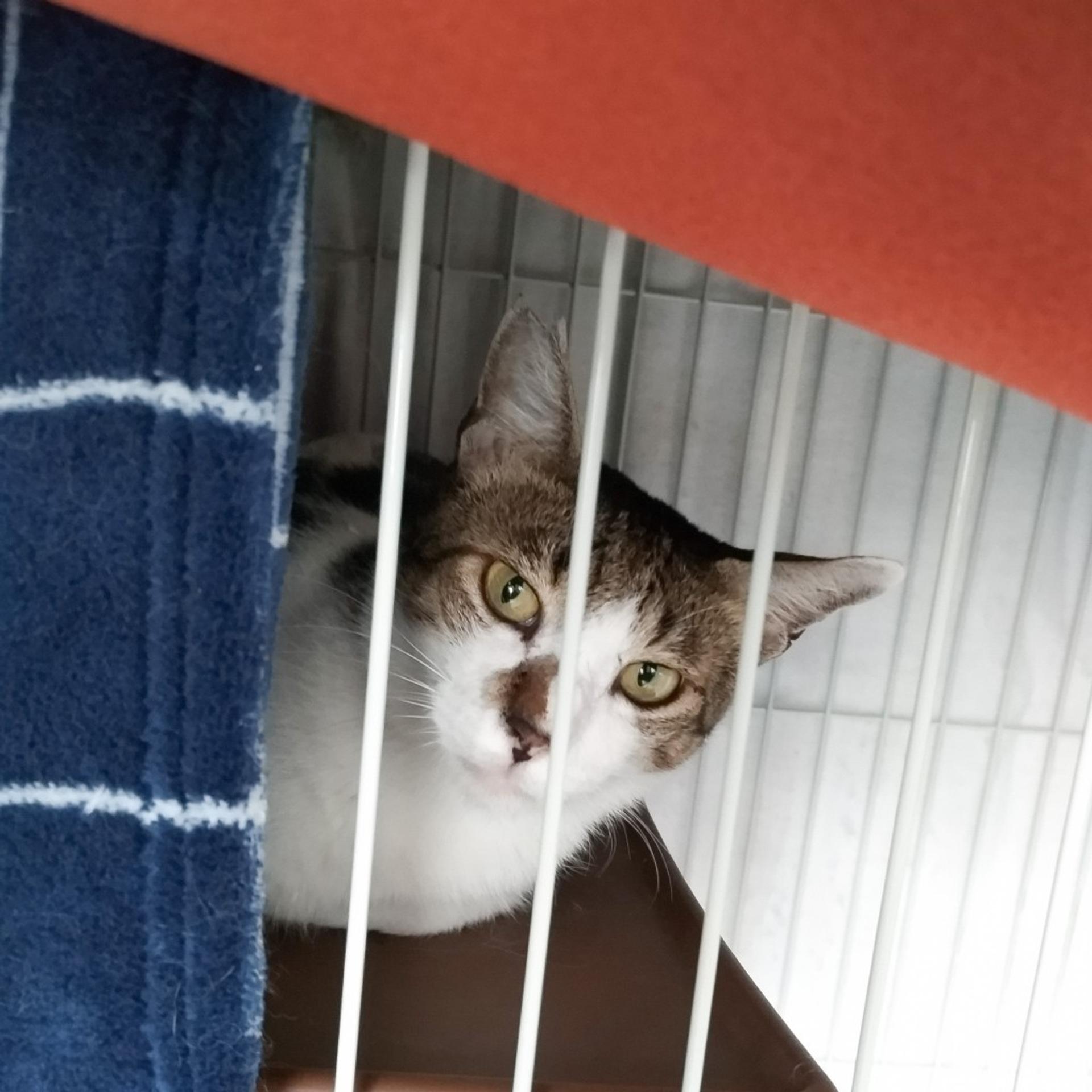 pet-image-7