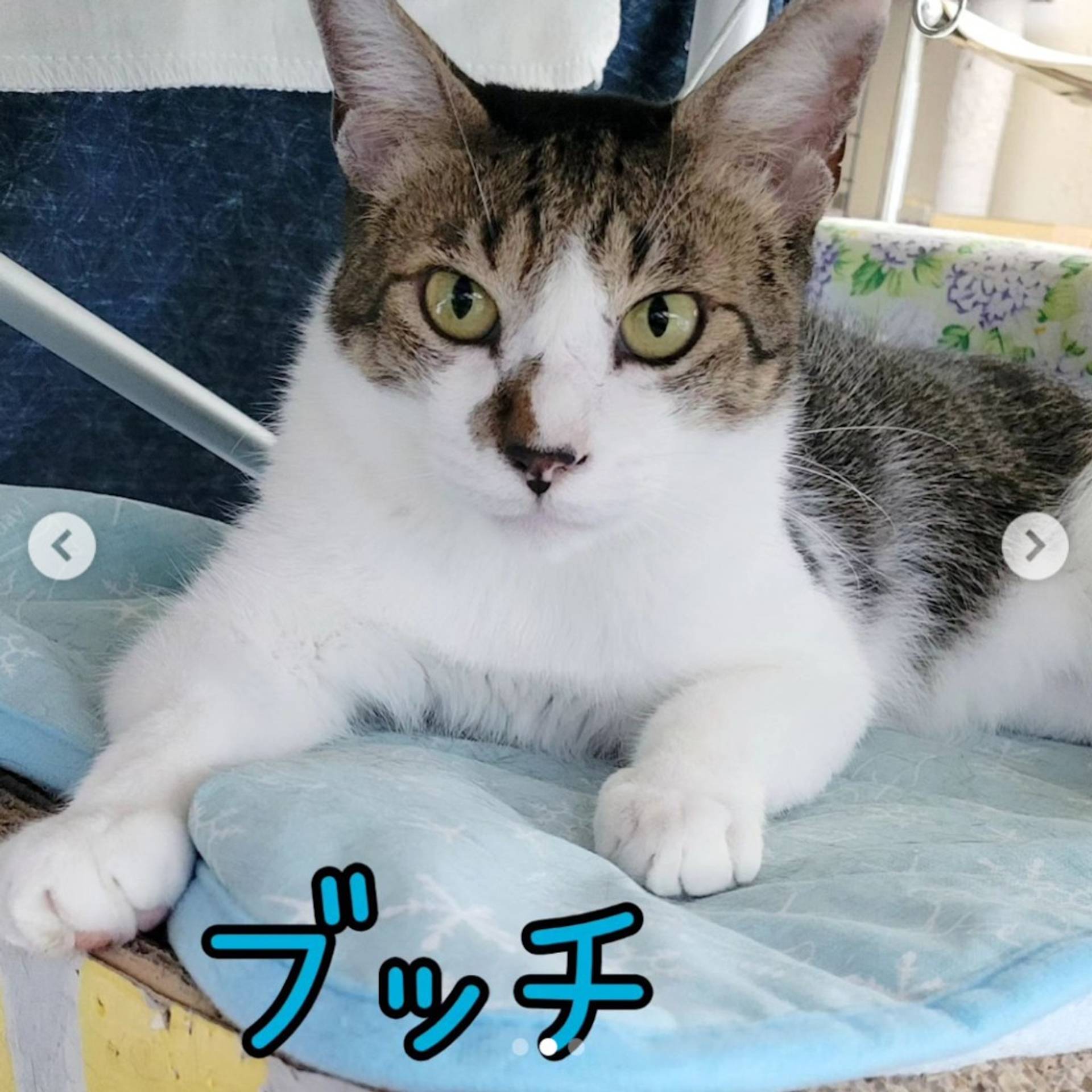 雑種（ミックス猫）・オスの里親募集の写真