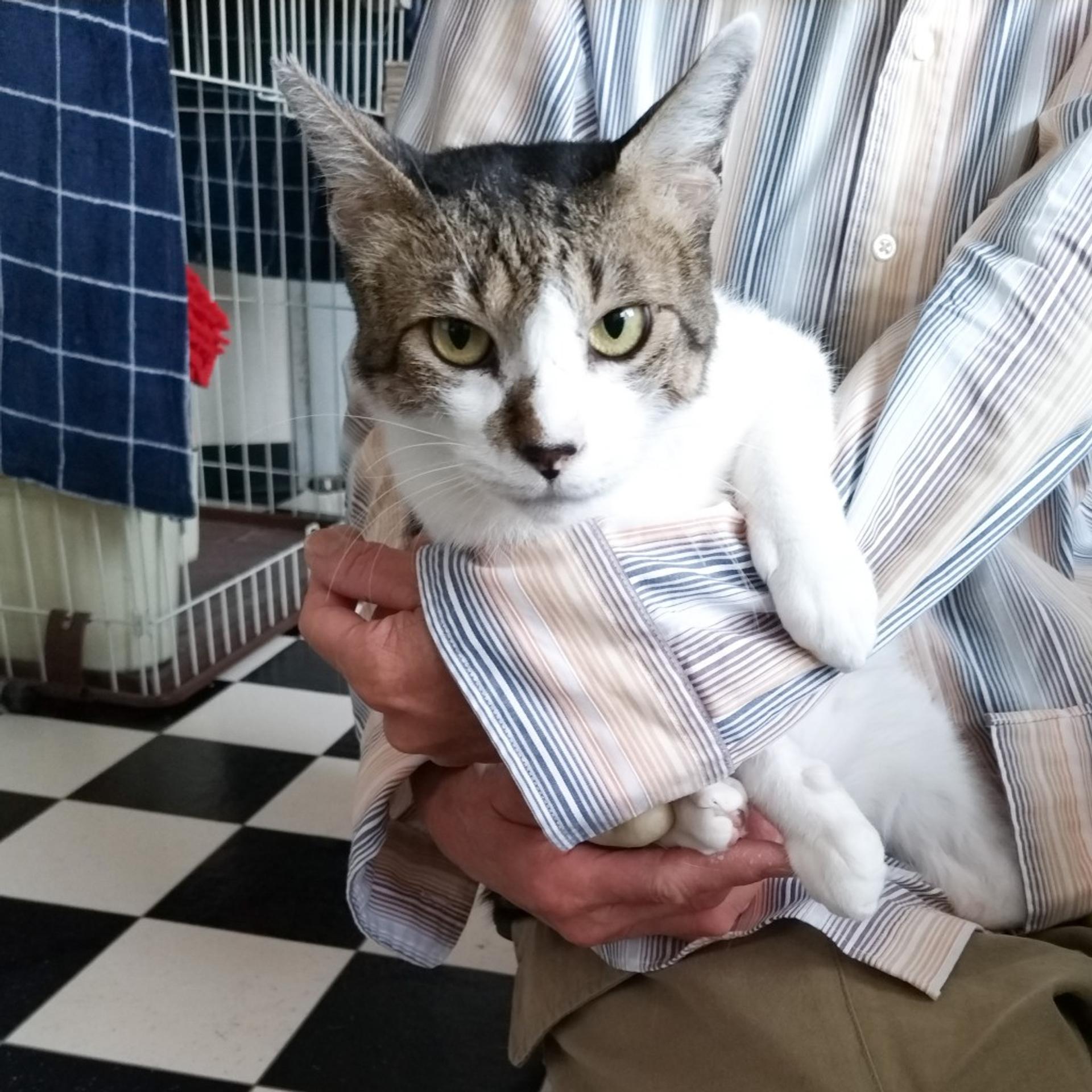 pet-image-2