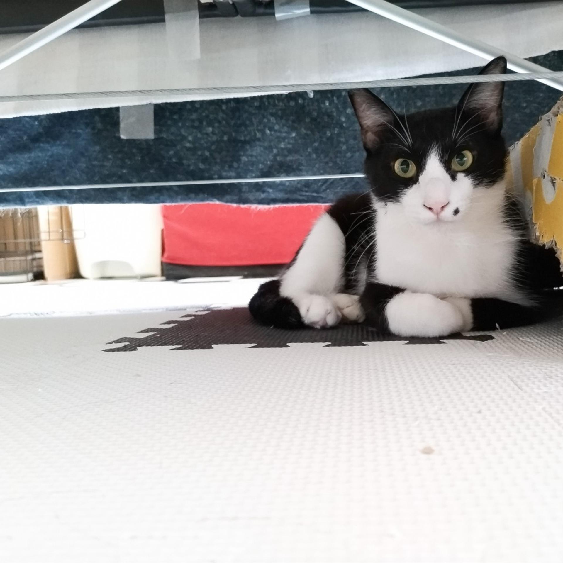 pet-image-4