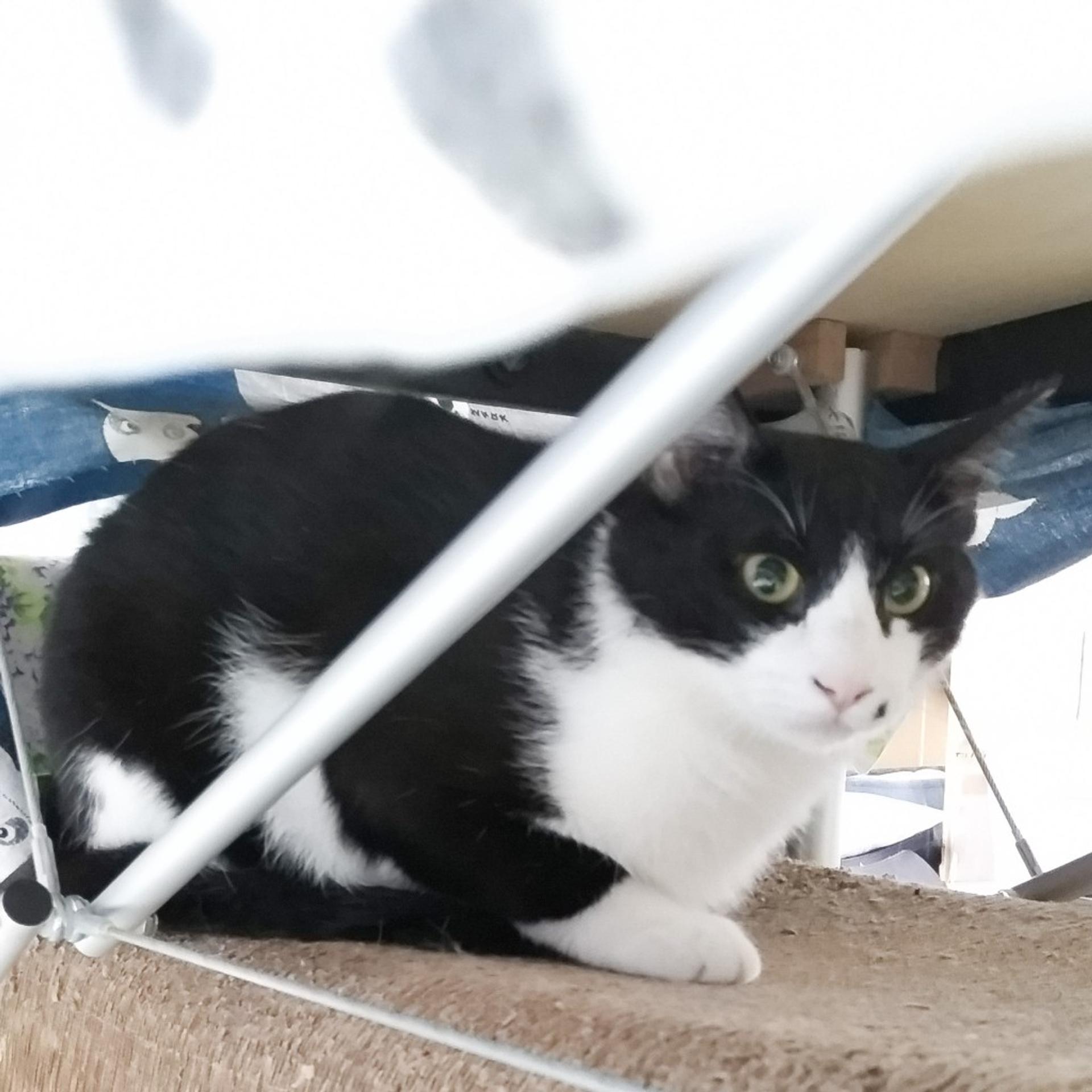 pet-image-3