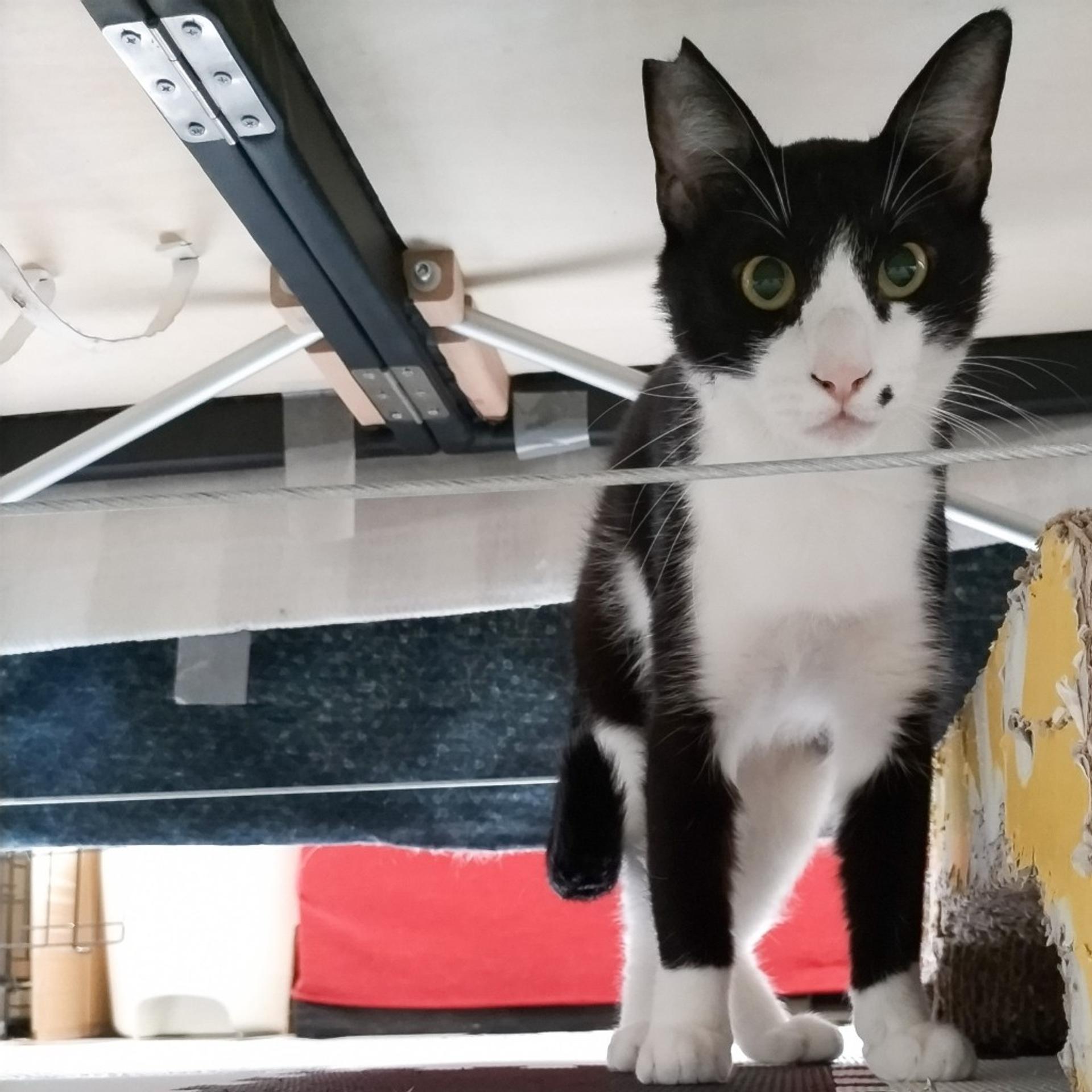 pet-image-6