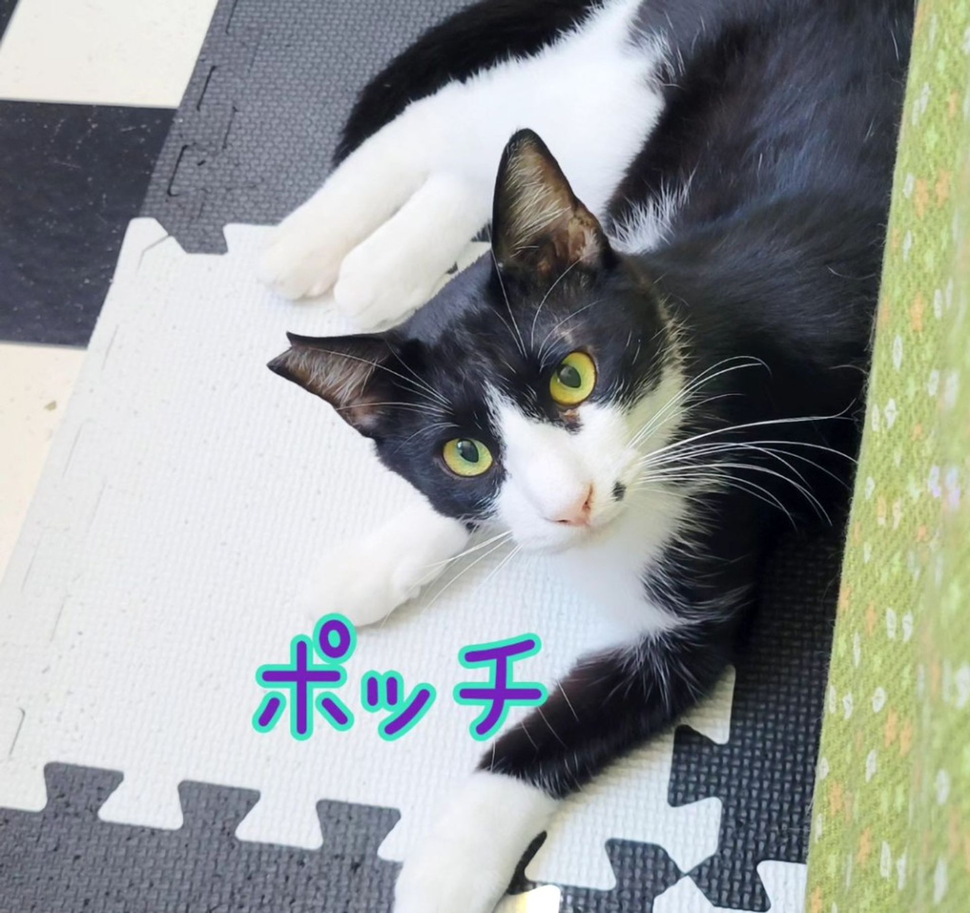 雑種（ミックス猫）・オスの里親募集の写真