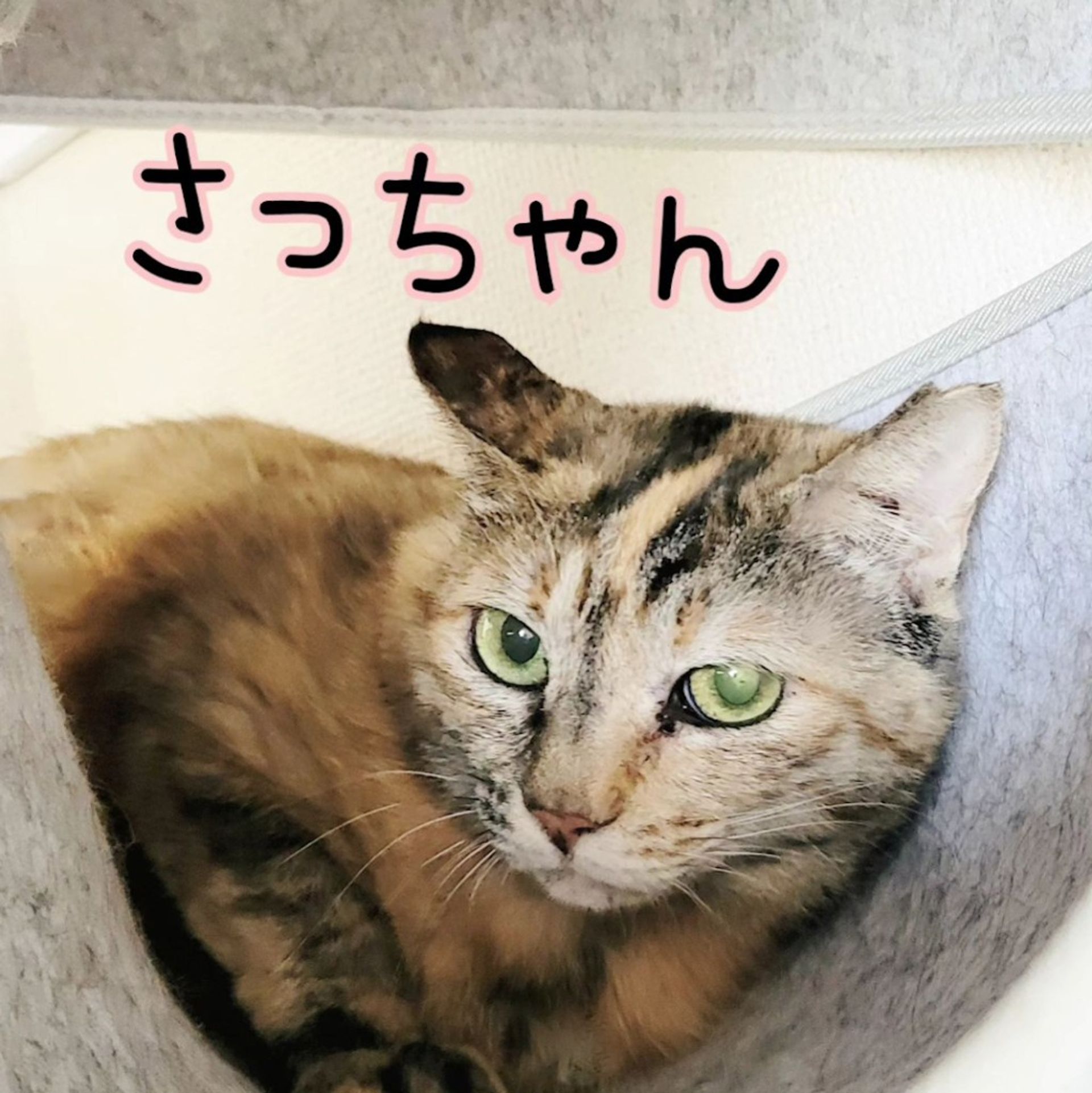 雑種（ミックス猫）・メスの里親募集の写真