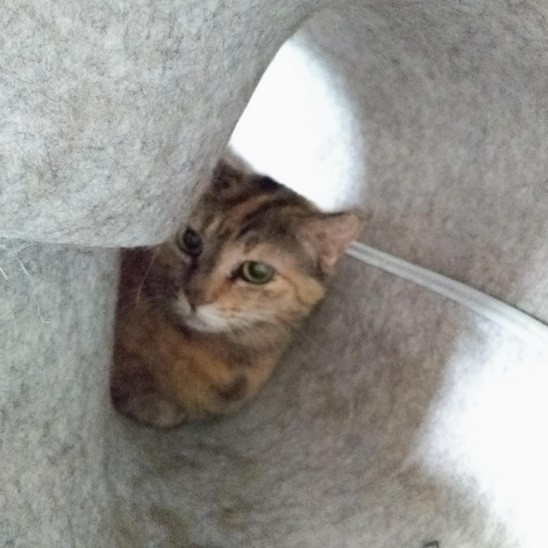 pet-image-4