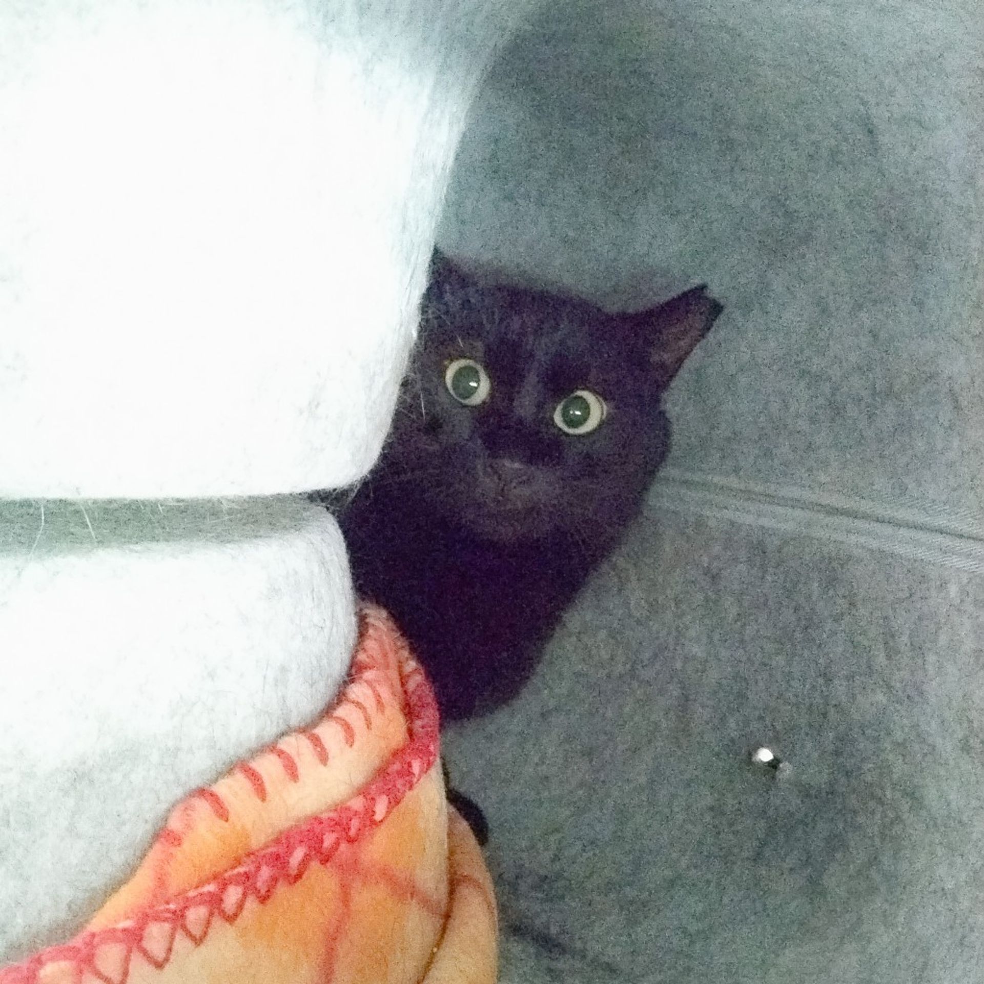 雑種（ミックス猫）・メスの里親募集の写真