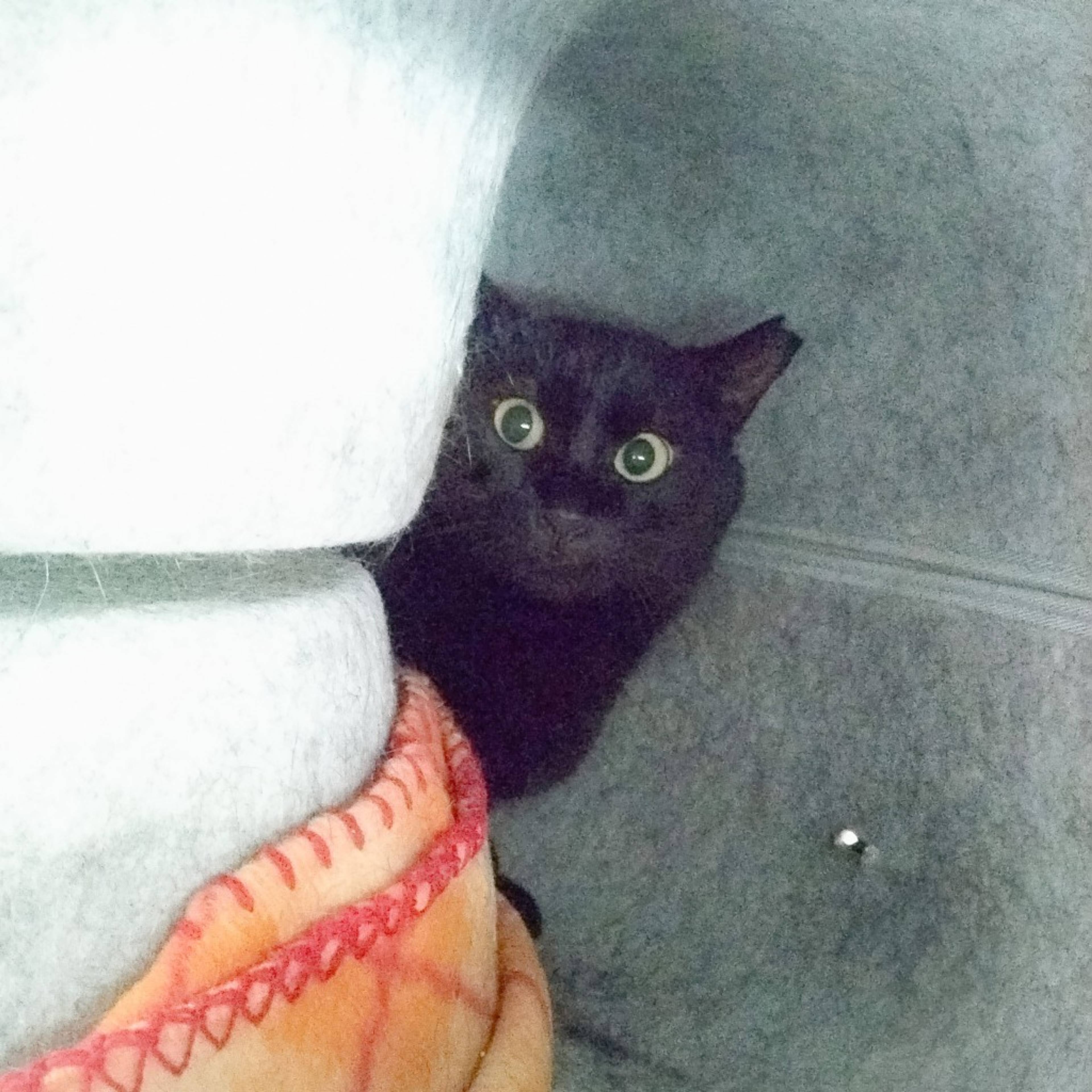 雑種（ミックス猫）・メスの里親募集の写真