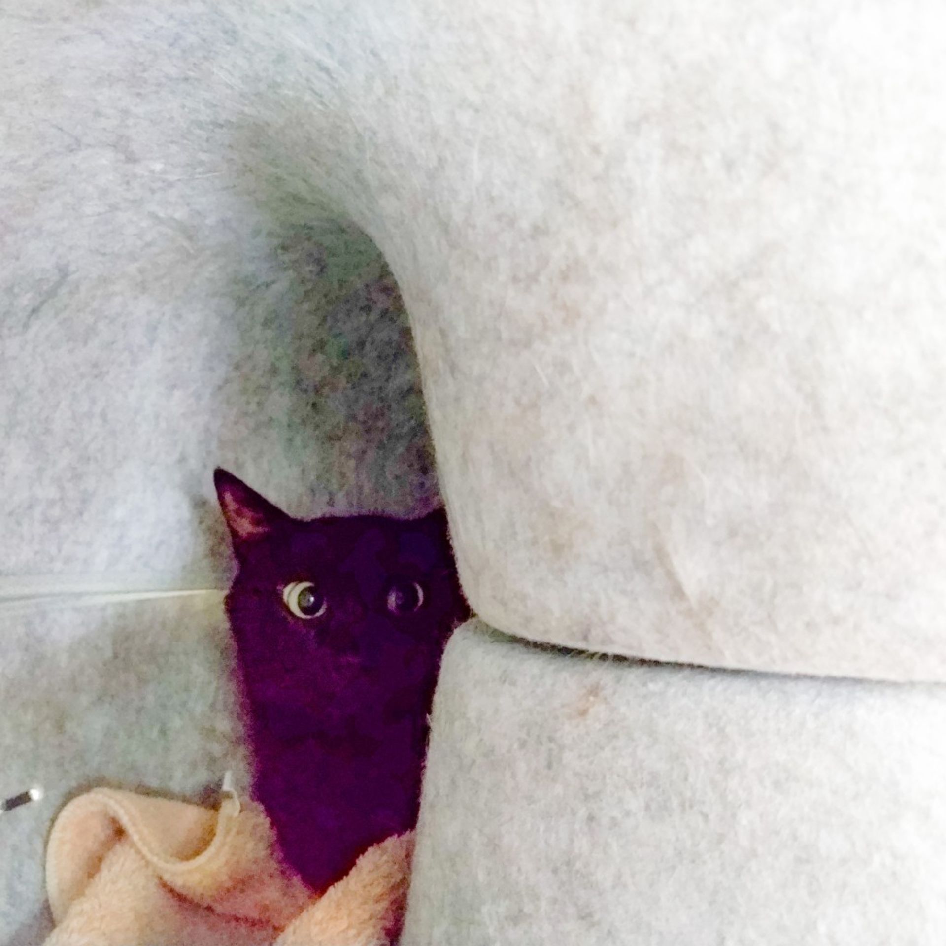 雑種（ミックス猫）・メスの里親募集の写真
