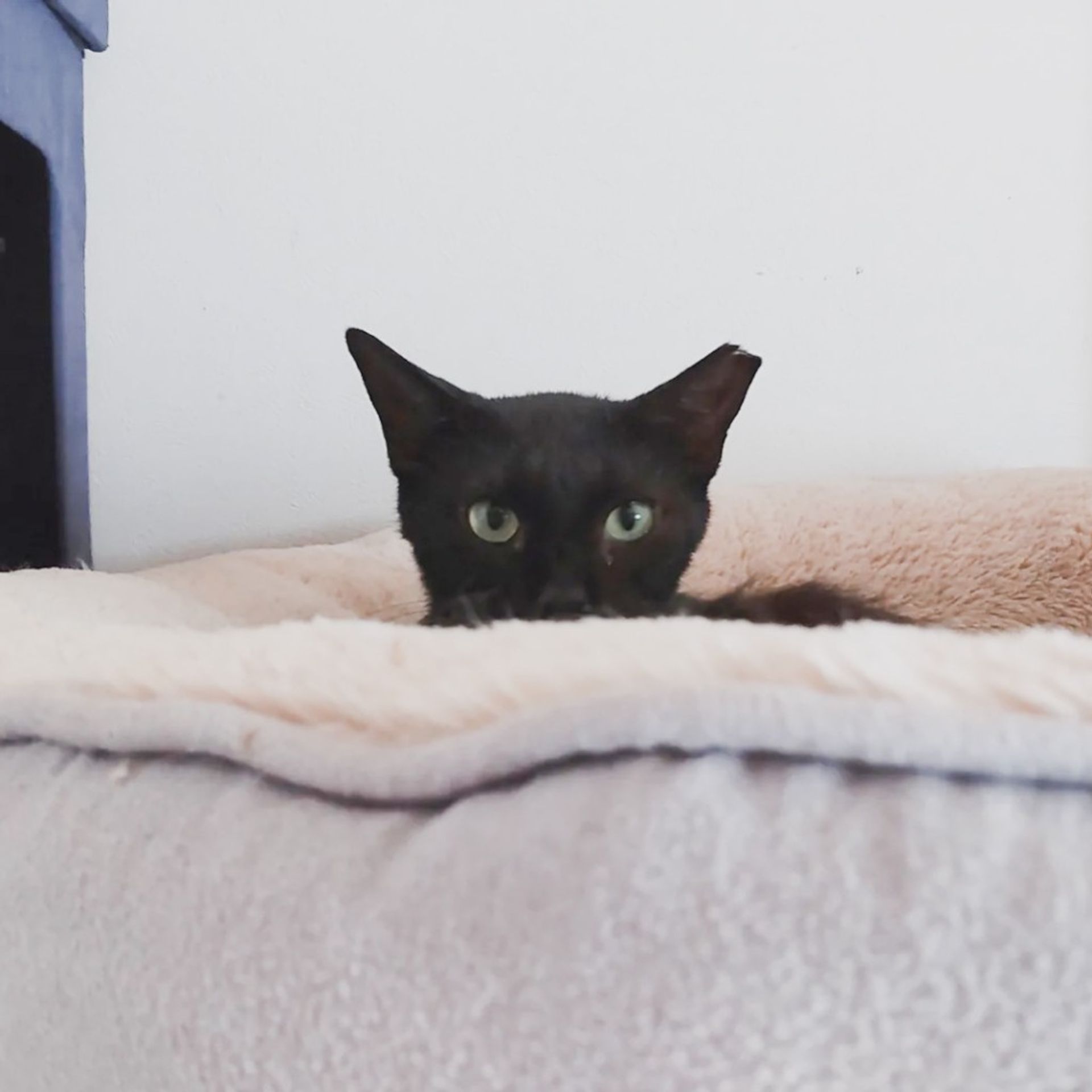 雑種（ミックス猫）・メスの里親募集の写真