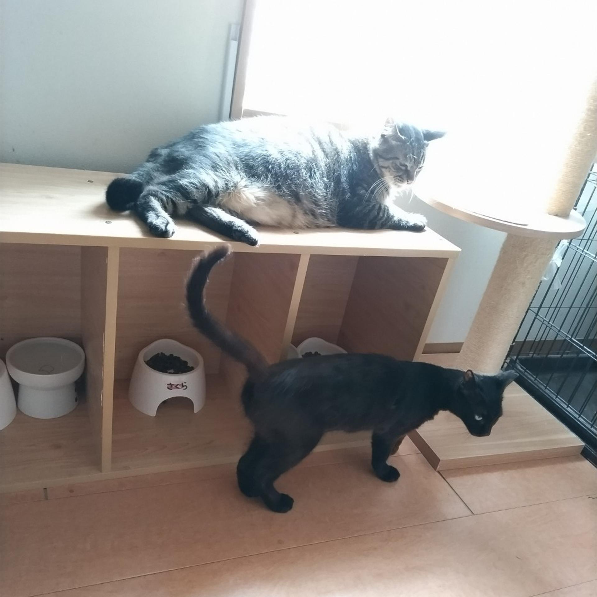 pet-image-5