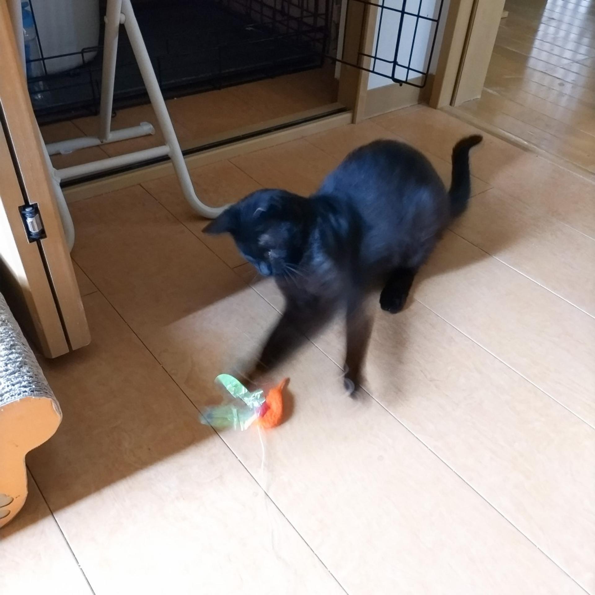 pet-image-6