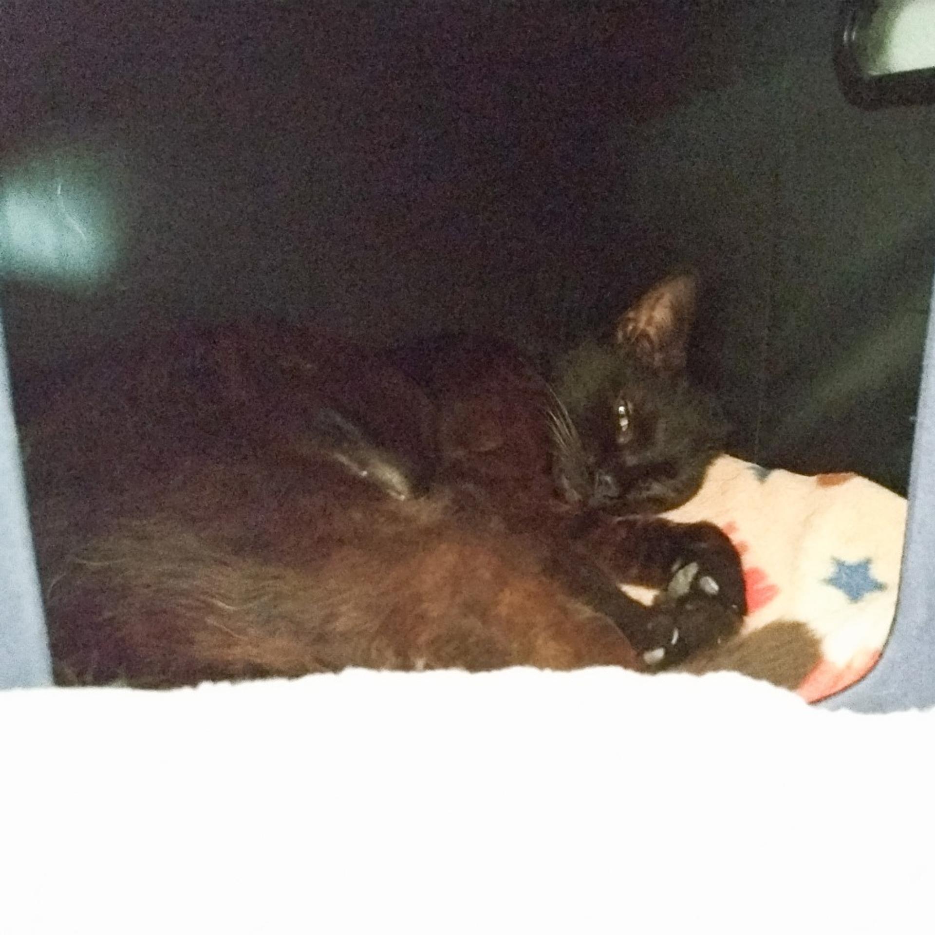 pet-image-3