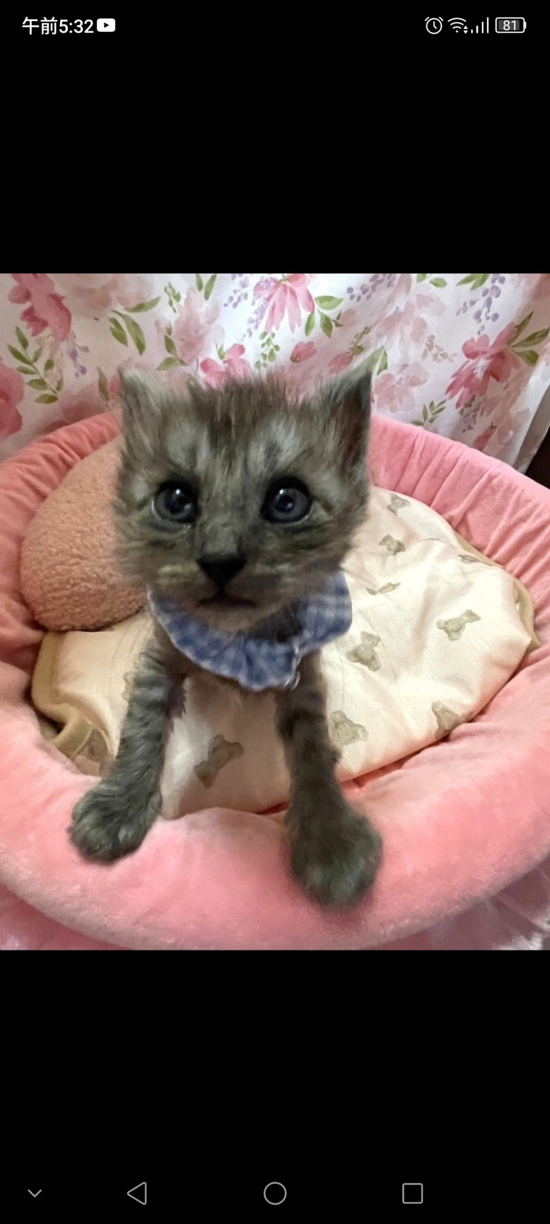 雑種（ミックス猫）・オスの里親募集の写真