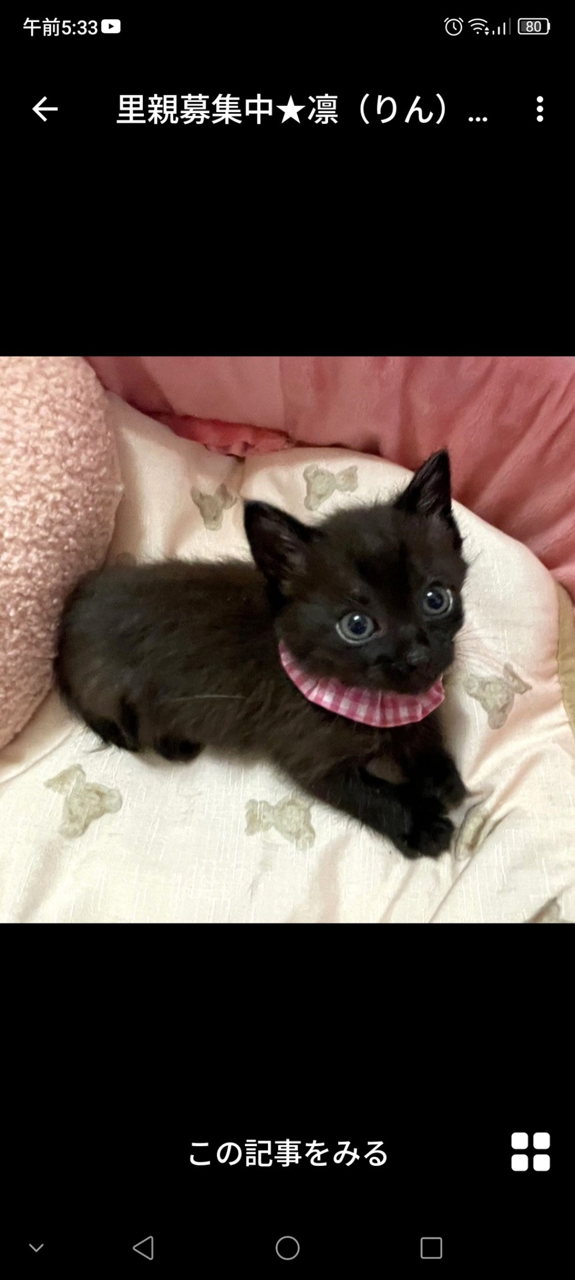 雑種（ミックス猫）・メスの里親募集の写真
