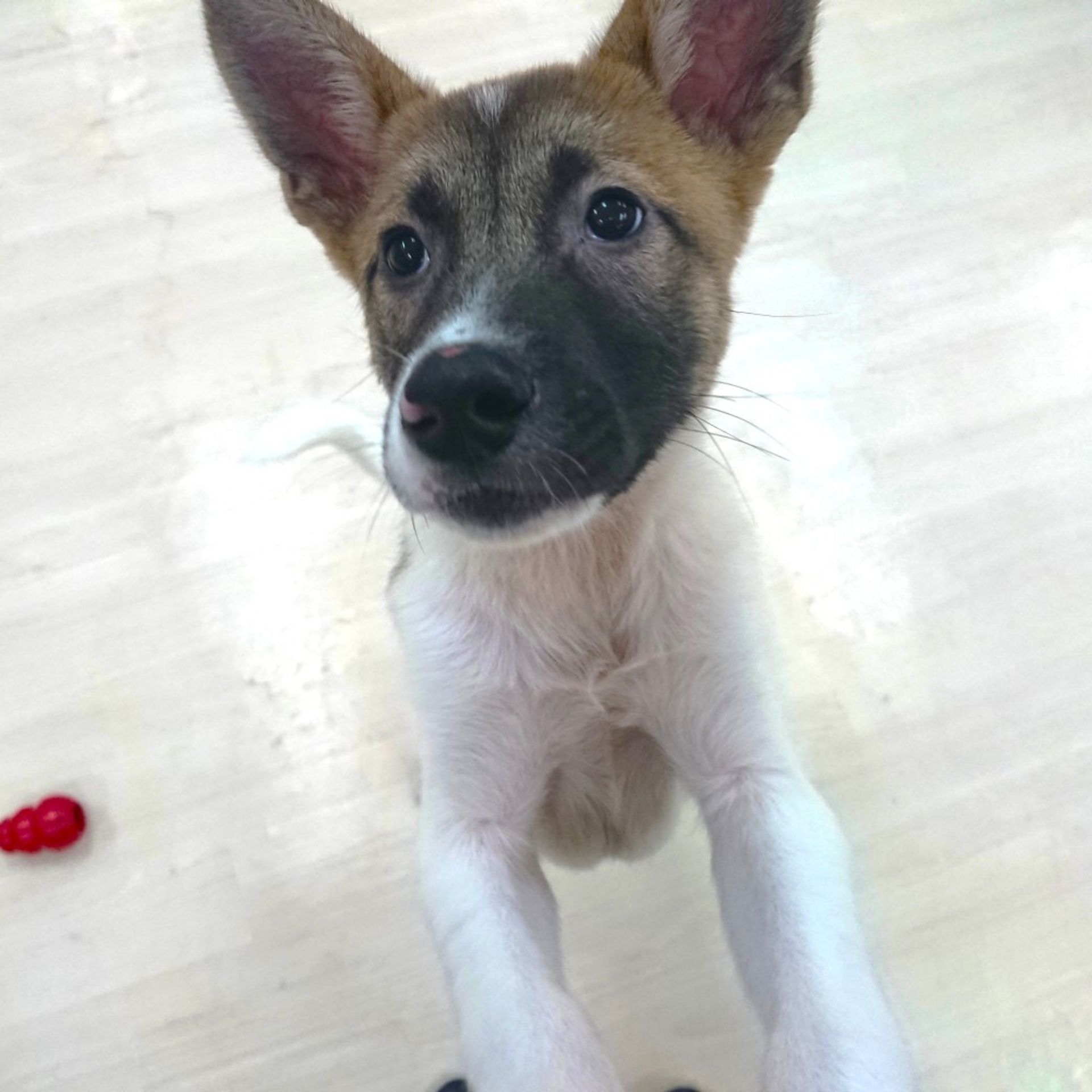 雑種（ミックス犬）・オスの里親募集の写真