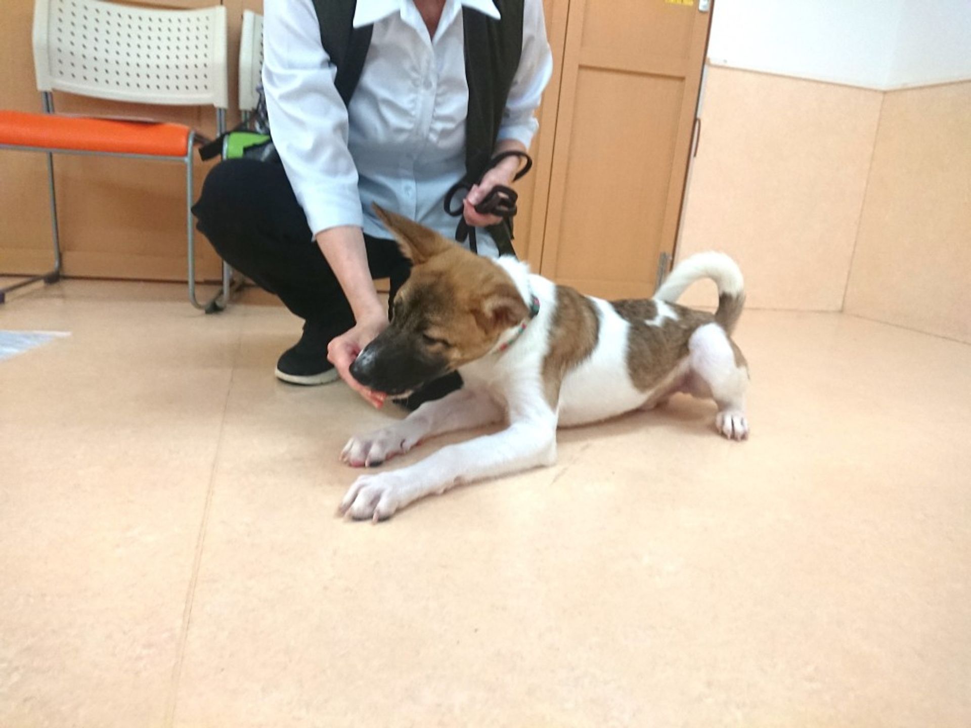 雑種（ミックス犬）・オスの里親募集の写真