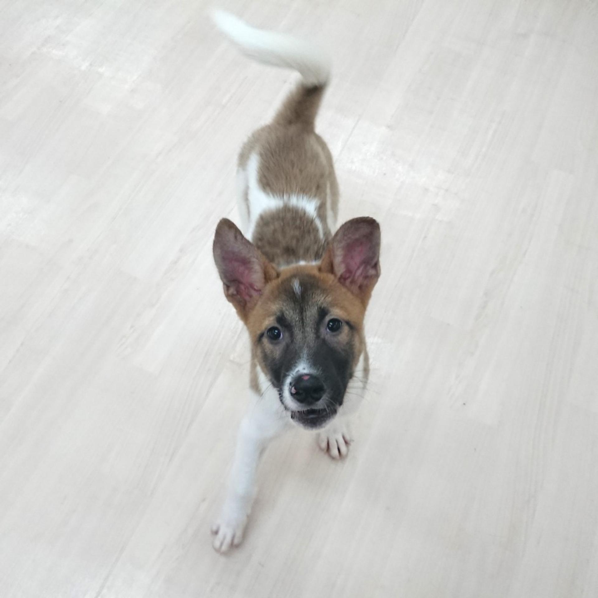 pet-image-3