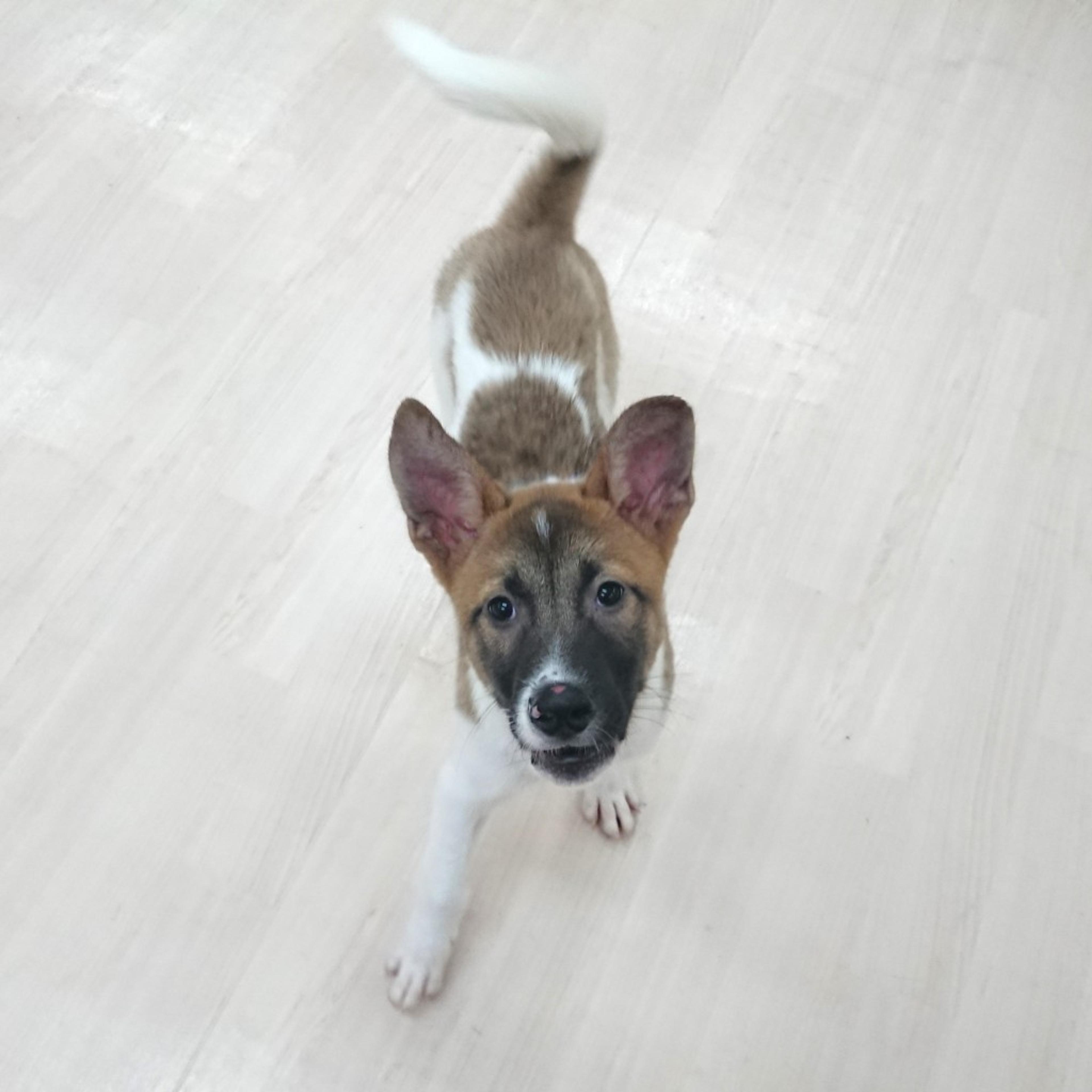 pet-image-3