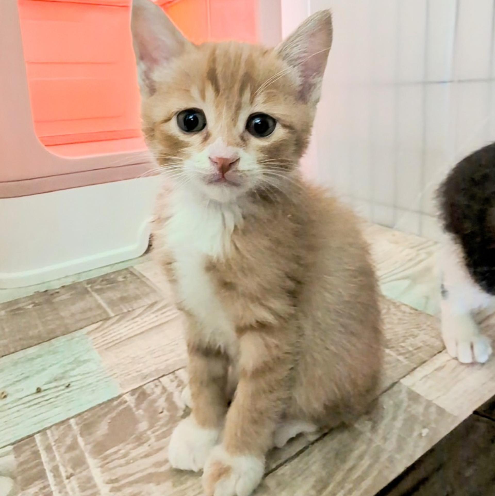 pet-image-5