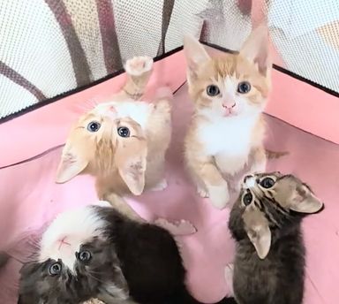 カフェ＆ティー＆ムサシ＆コジロー