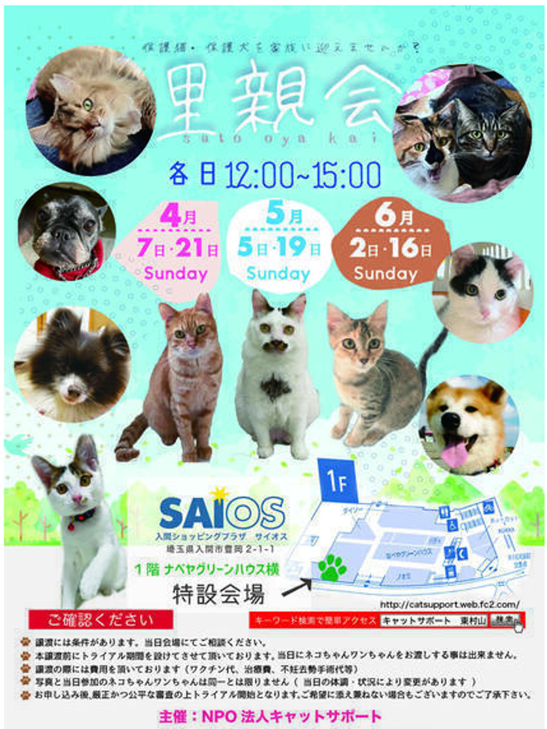 雑種（ミックス猫）・オスの里親募集の写真
