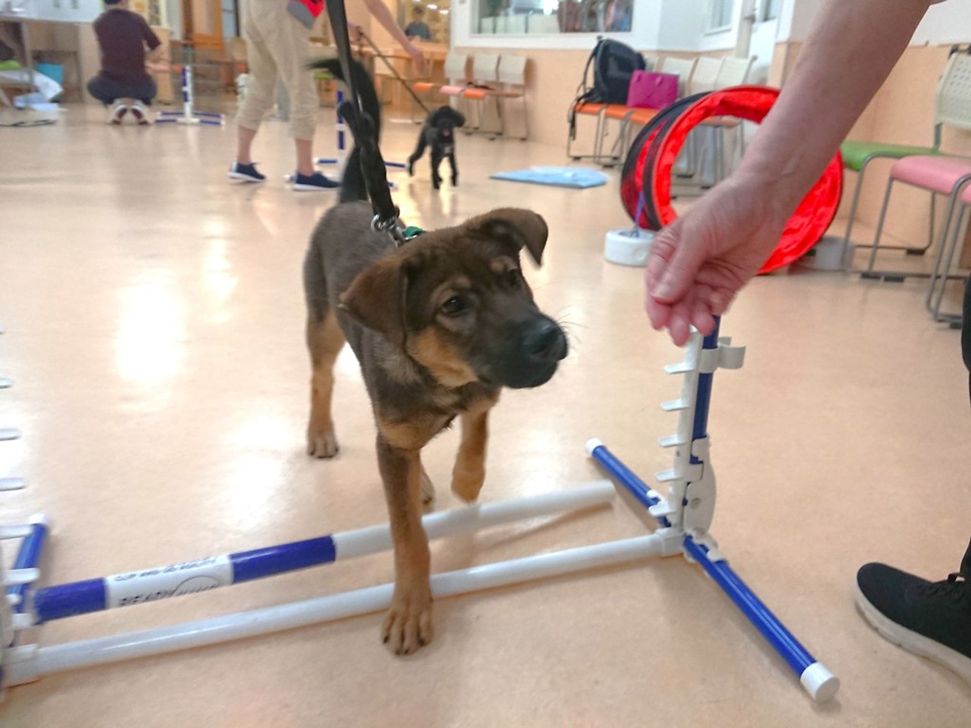 雑種（ミックス犬）・オスの里親募集の写真
