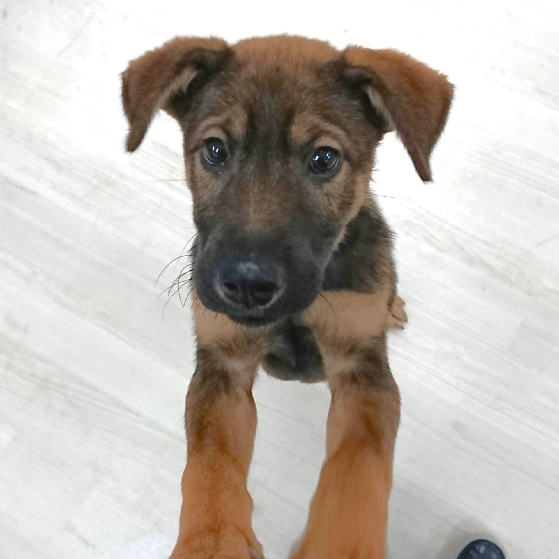 雑種（ミックス犬）・オスの里親募集の写真