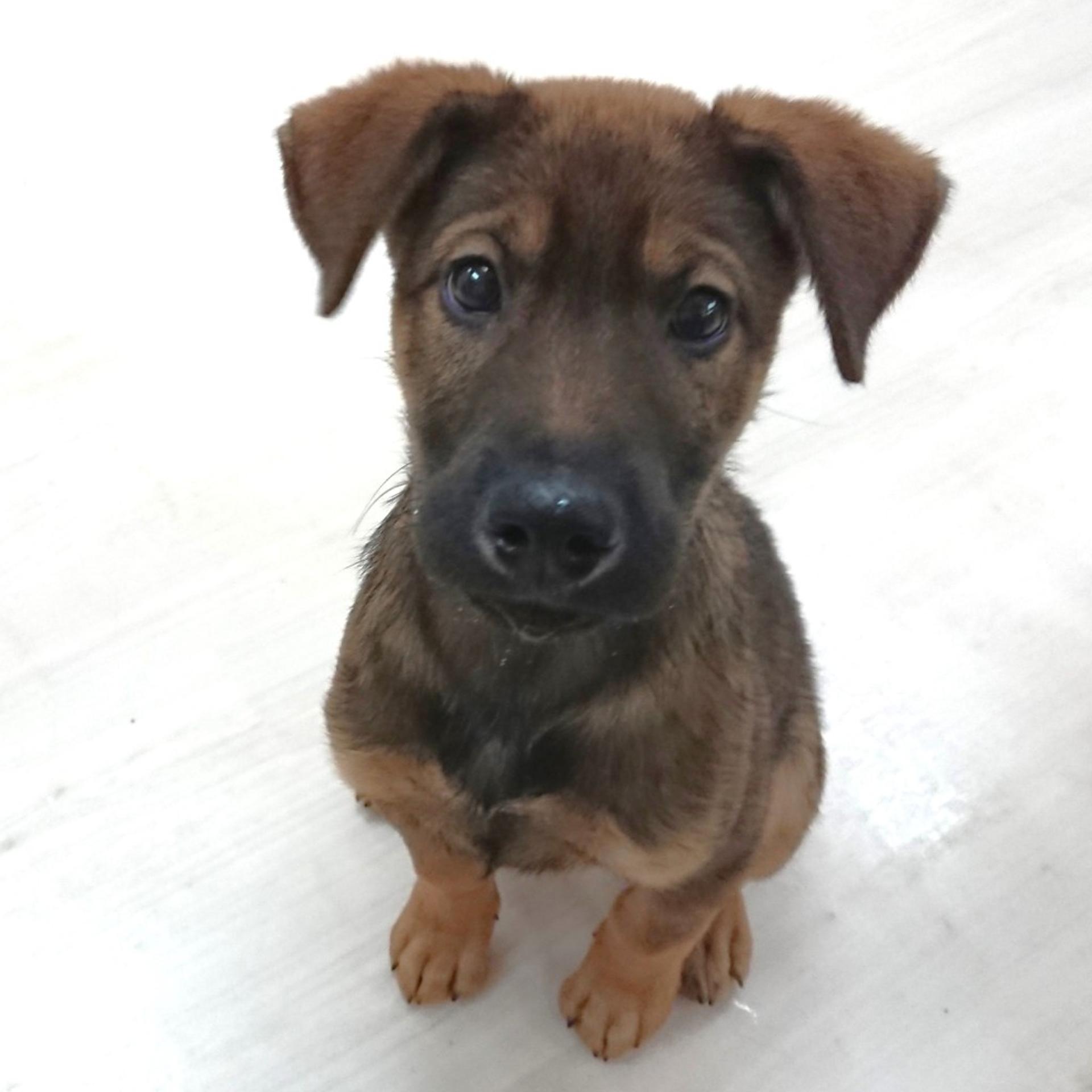 pet-image-3