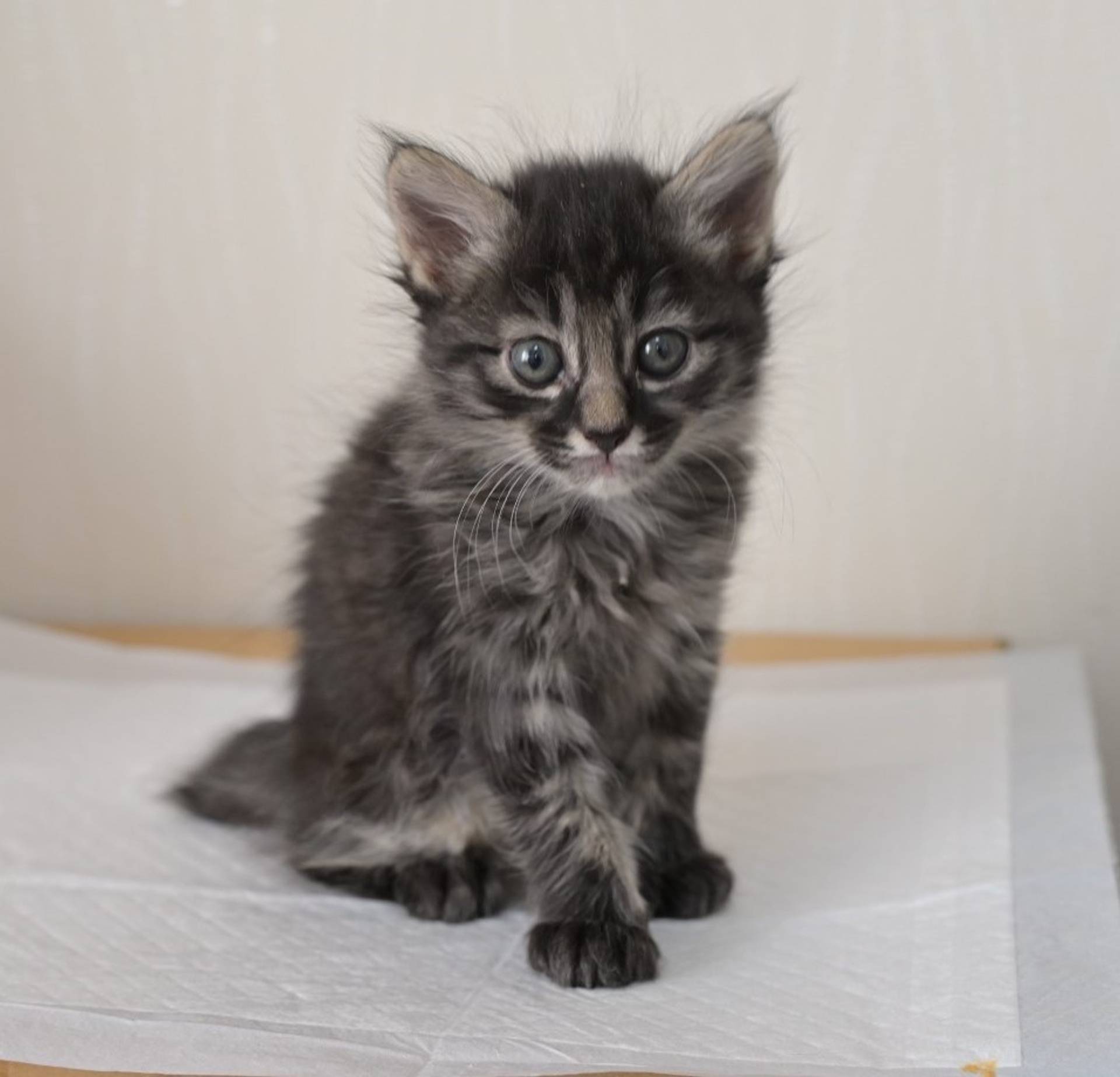 雑種（ミックス猫）・オスの里親募集の写真