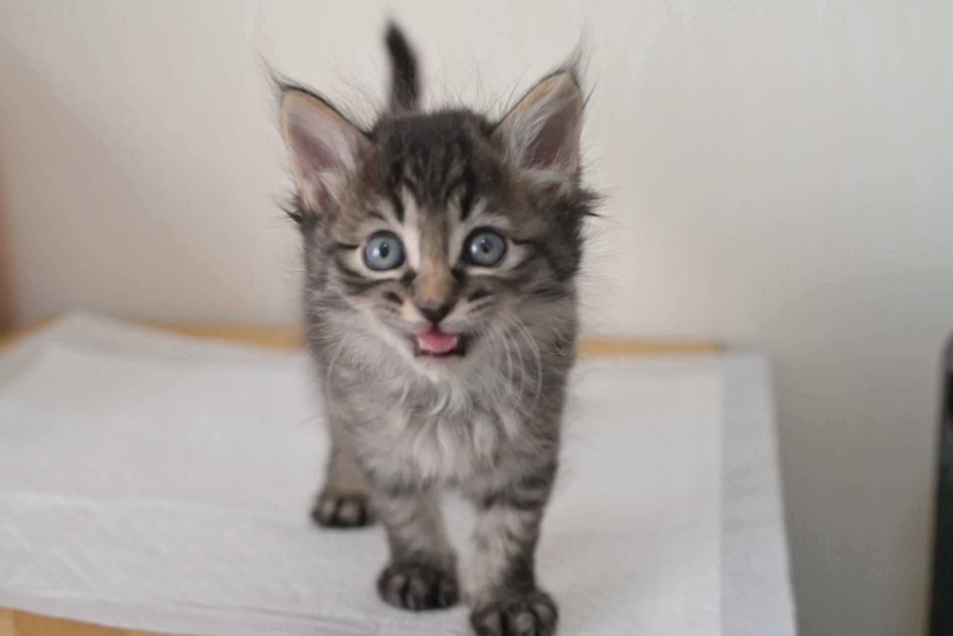 雑種（ミックス猫）・オスの里親募集の写真