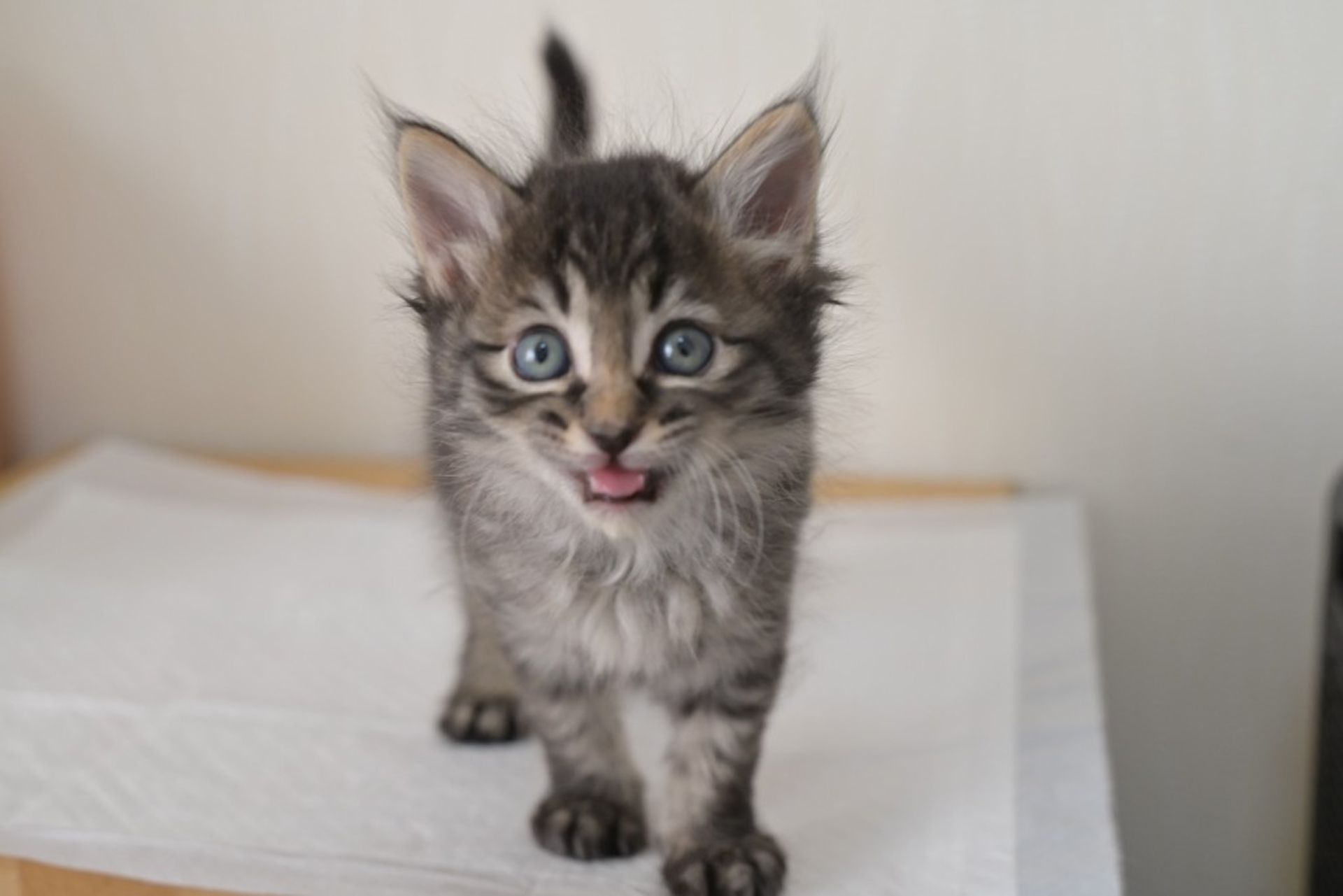 雑種（ミックス猫）・オスの里親募集の写真