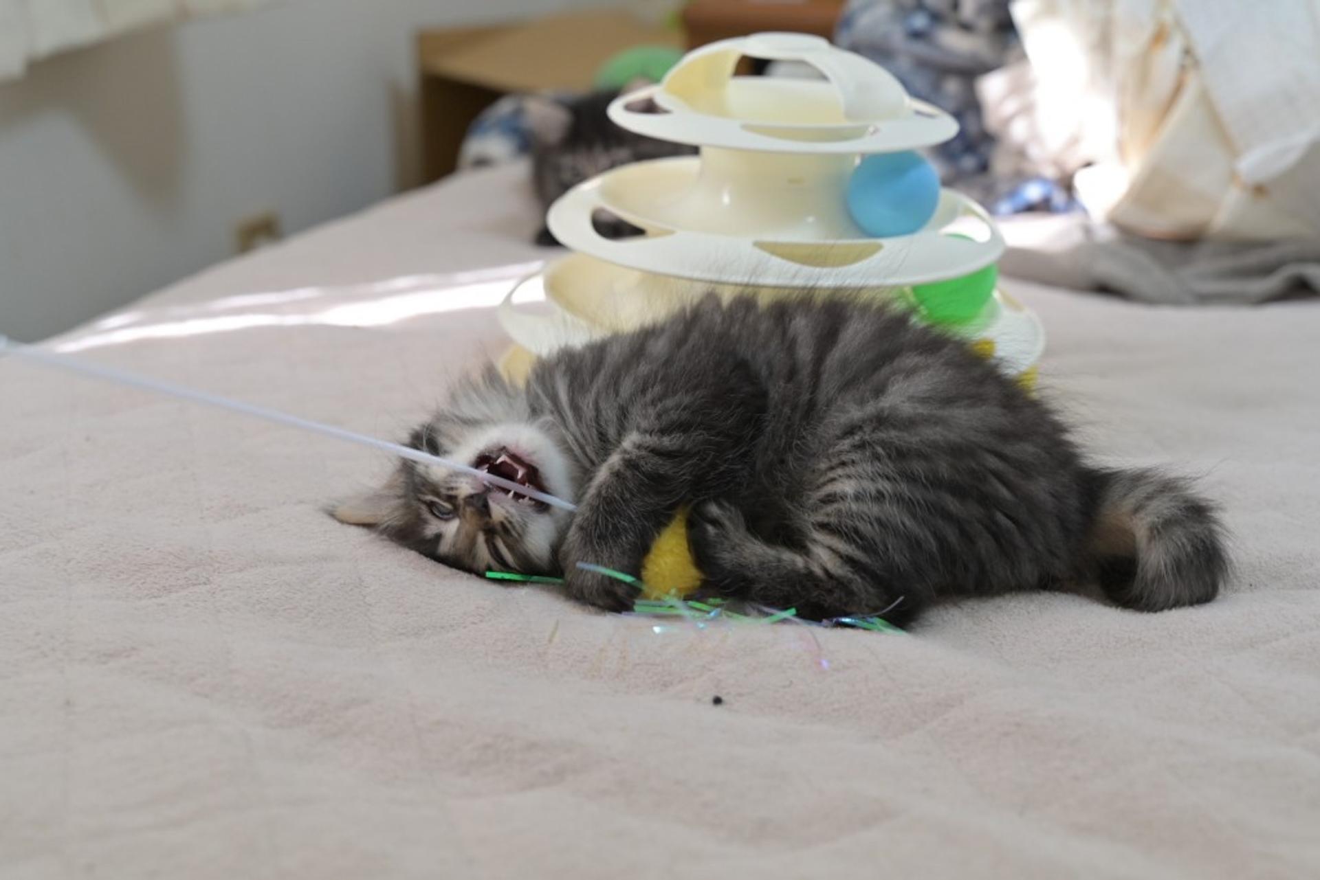 pet-image-4