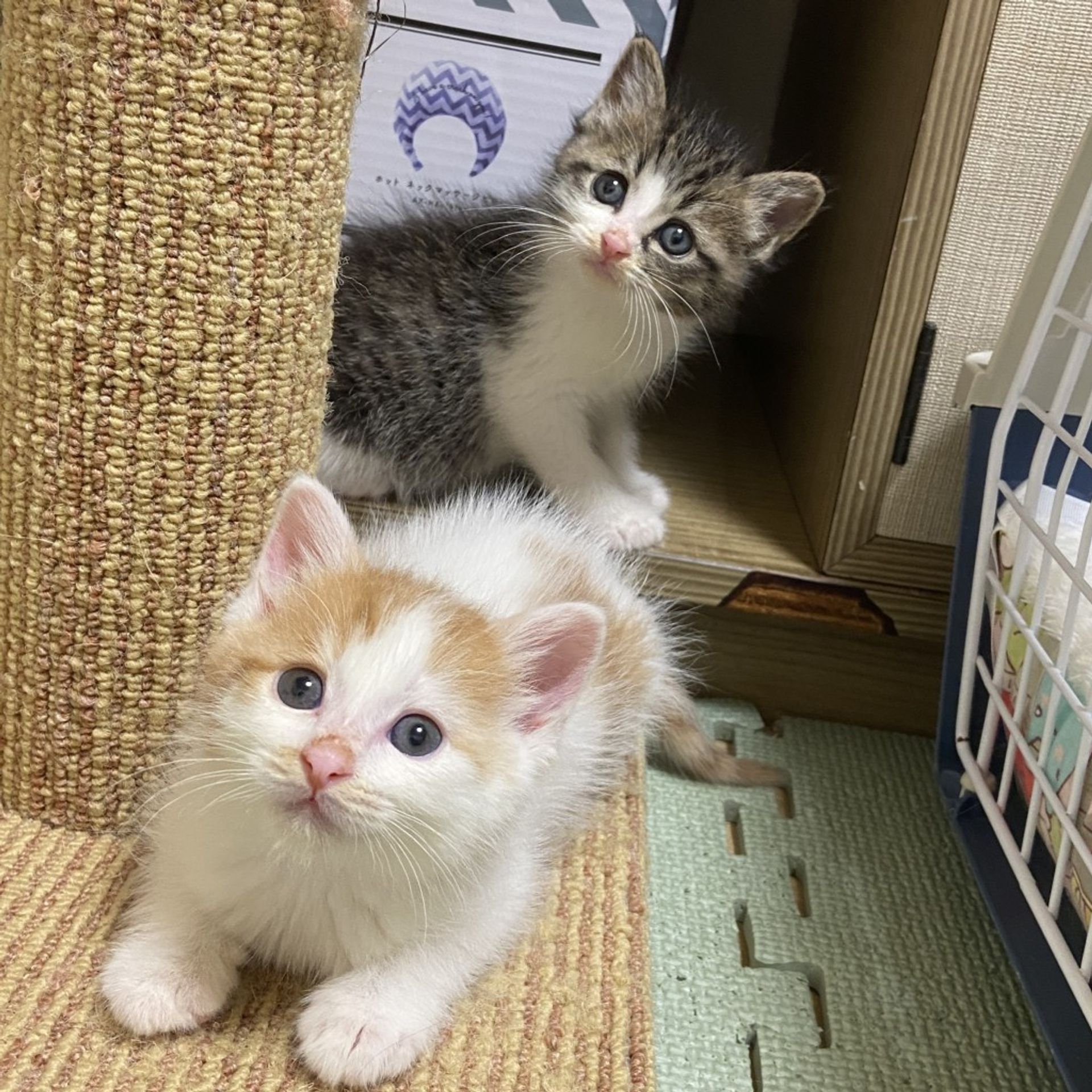 雑種（ミックス猫）・オスの里親募集の写真