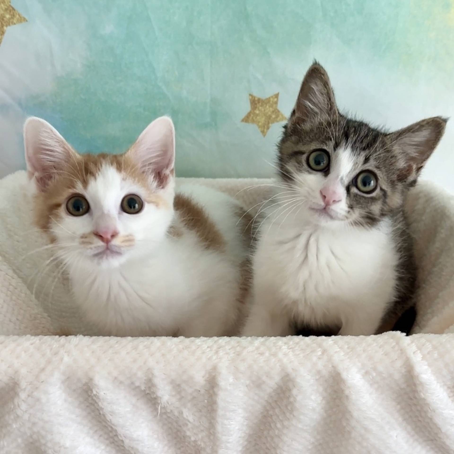 雑種（ミックス猫）・オスの里親募集の写真