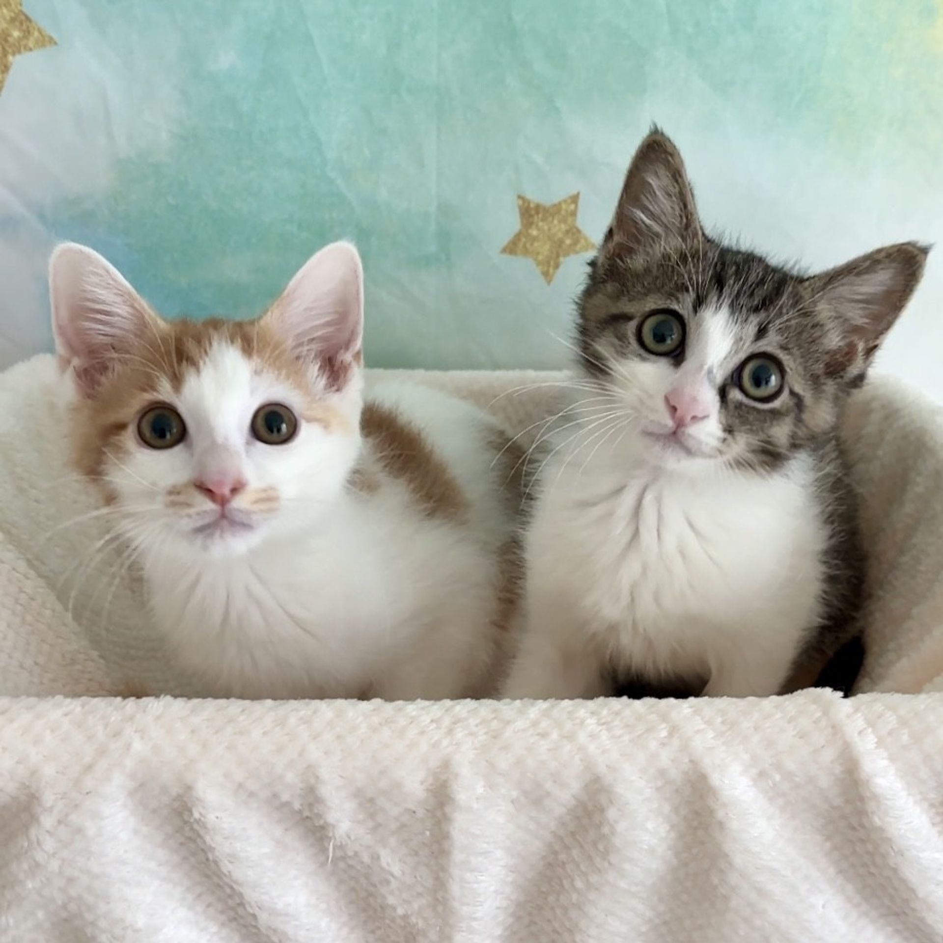 雑種（ミックス猫）・オスの里親募集の写真