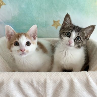 こころ＆りんの写真