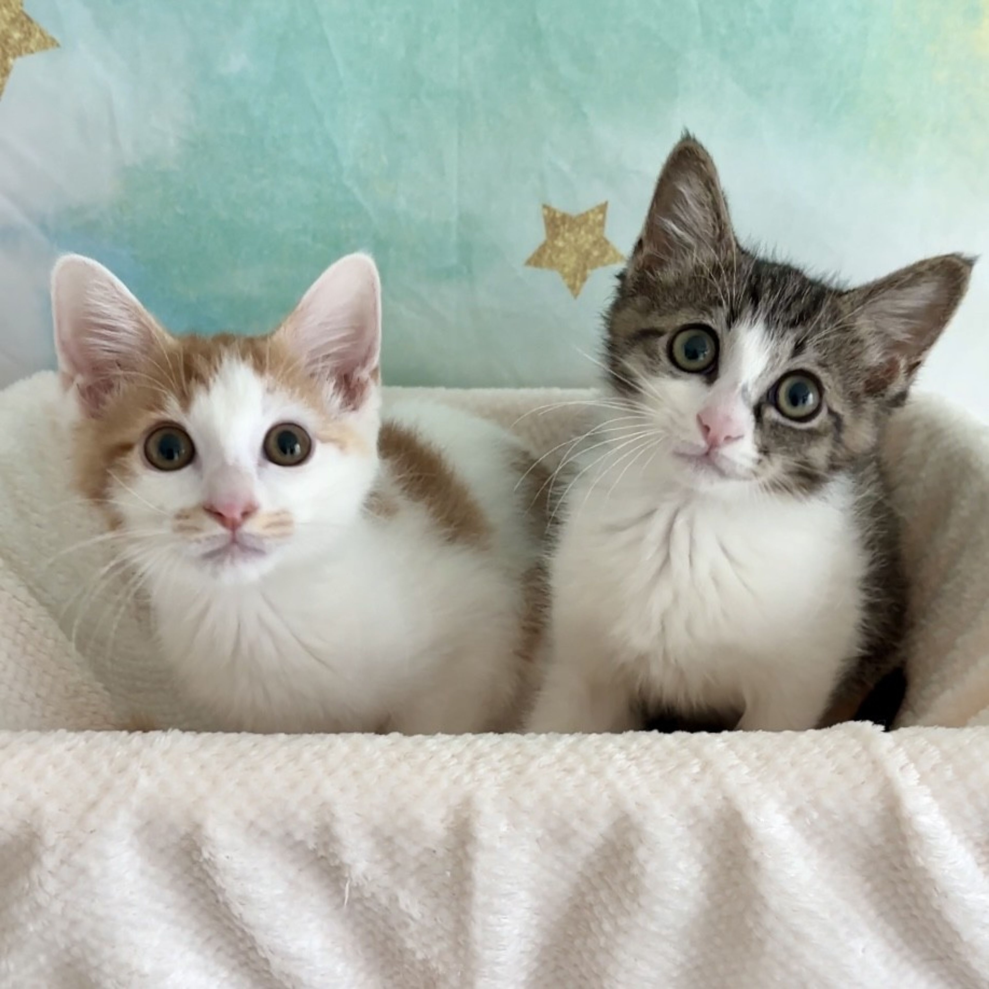 雑種（ミックス猫）・オスの里親募集の写真