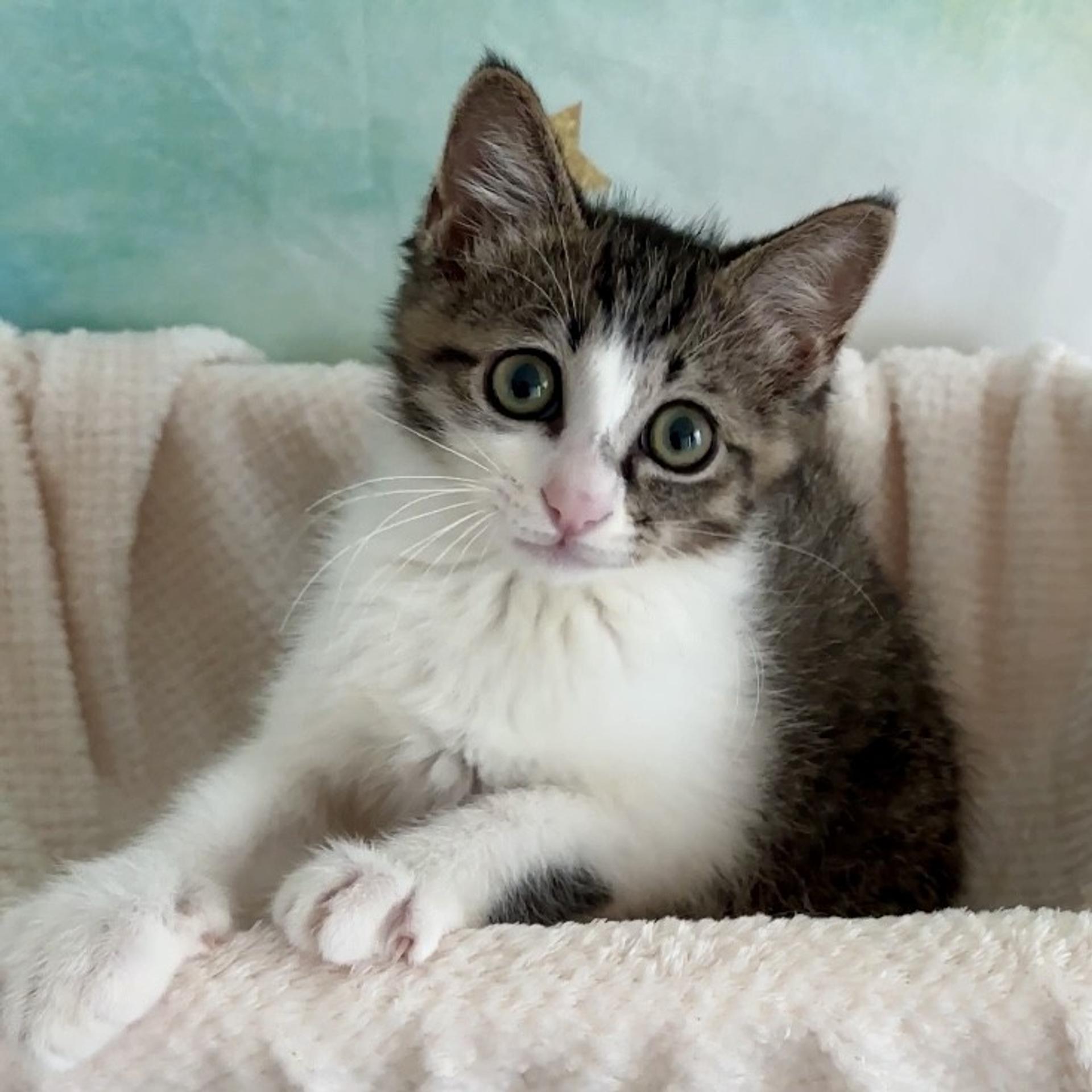 pet-image-3